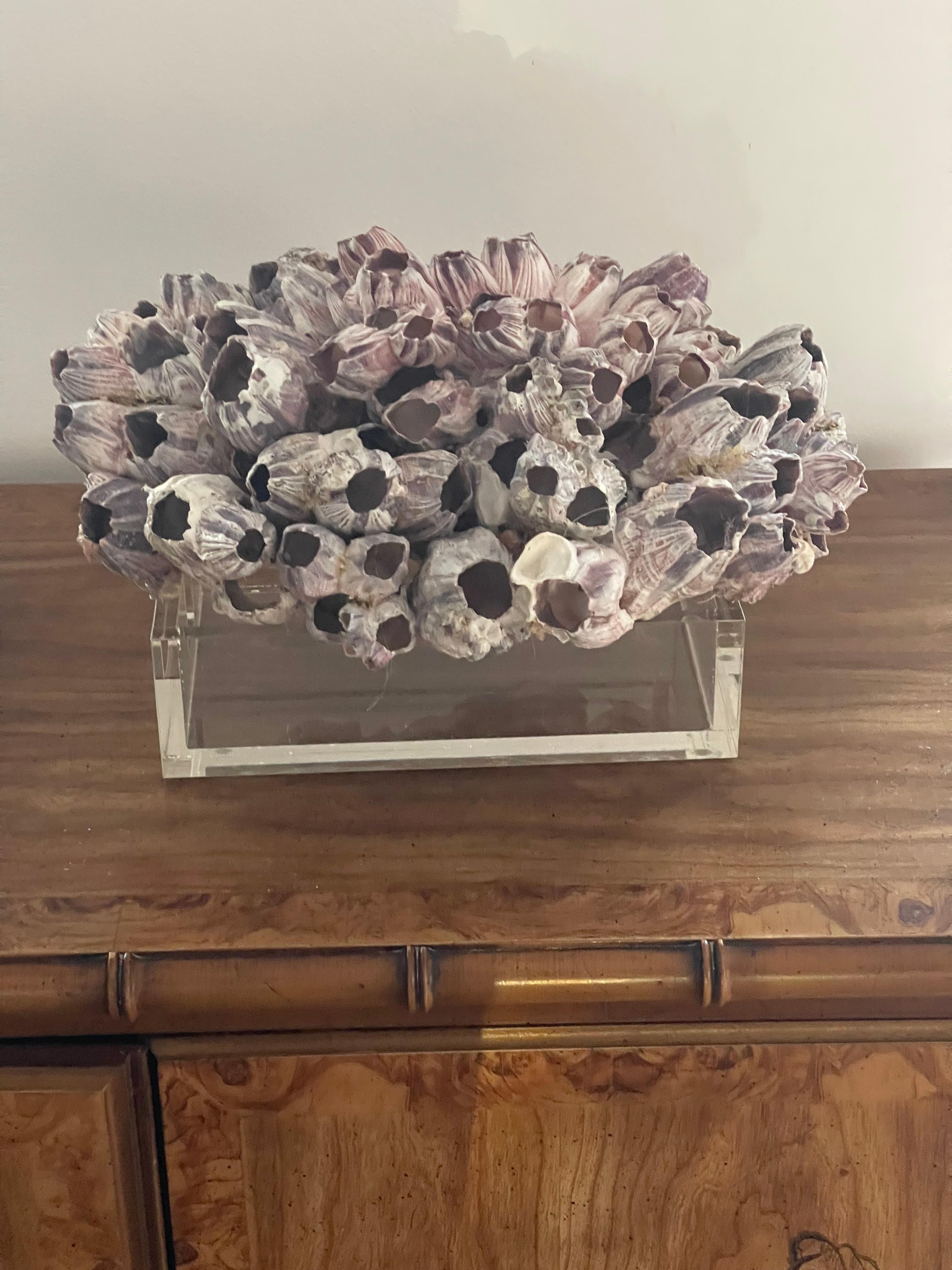Organic Modern 15” Large Barnacle Cluster  with Symbiotic Barnacle on Lucite Stand Shell For Sale