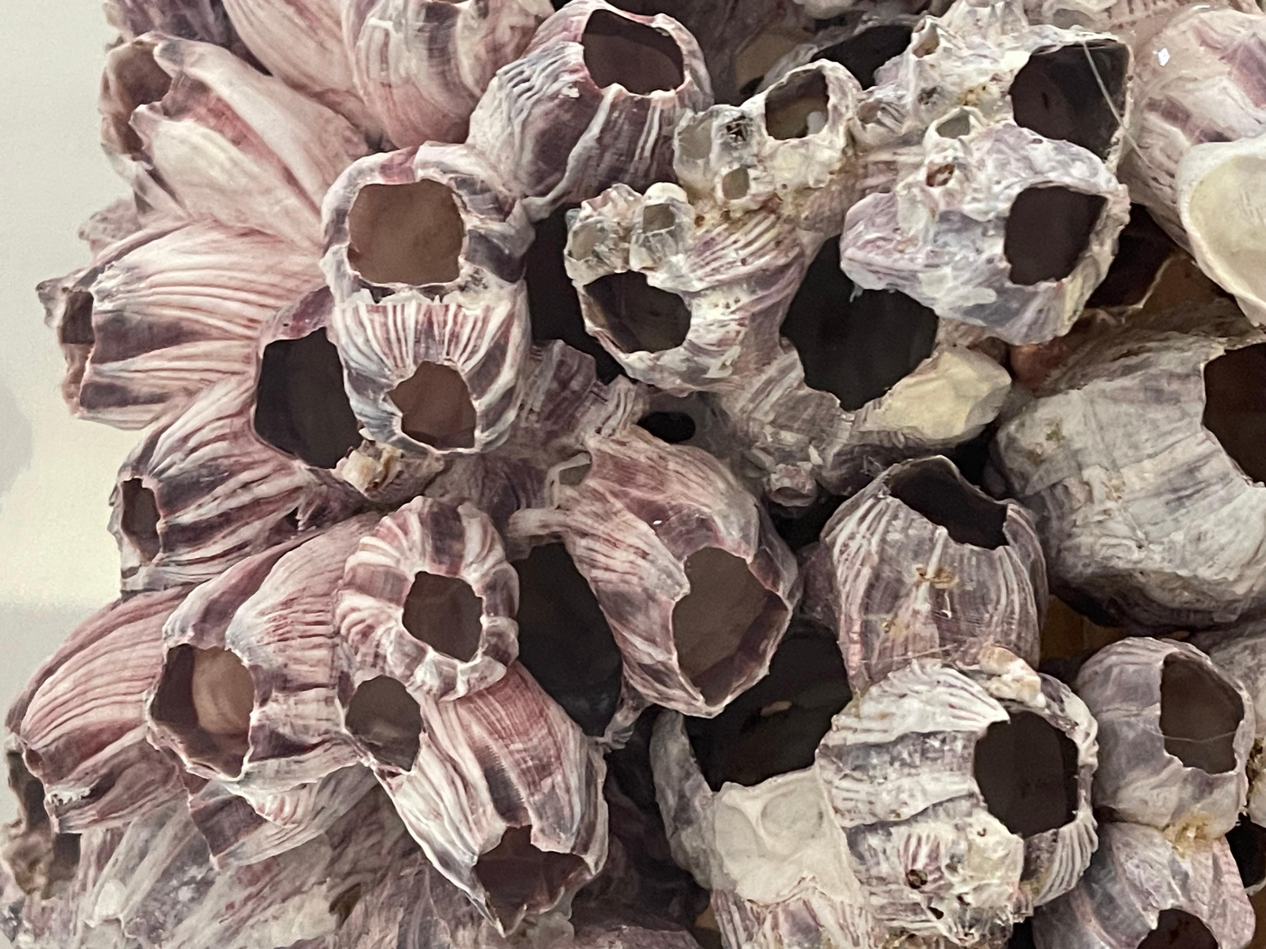 American 15” Large Barnacle Cluster  with Symbiotic Barnacle on Lucite Stand Shell For Sale