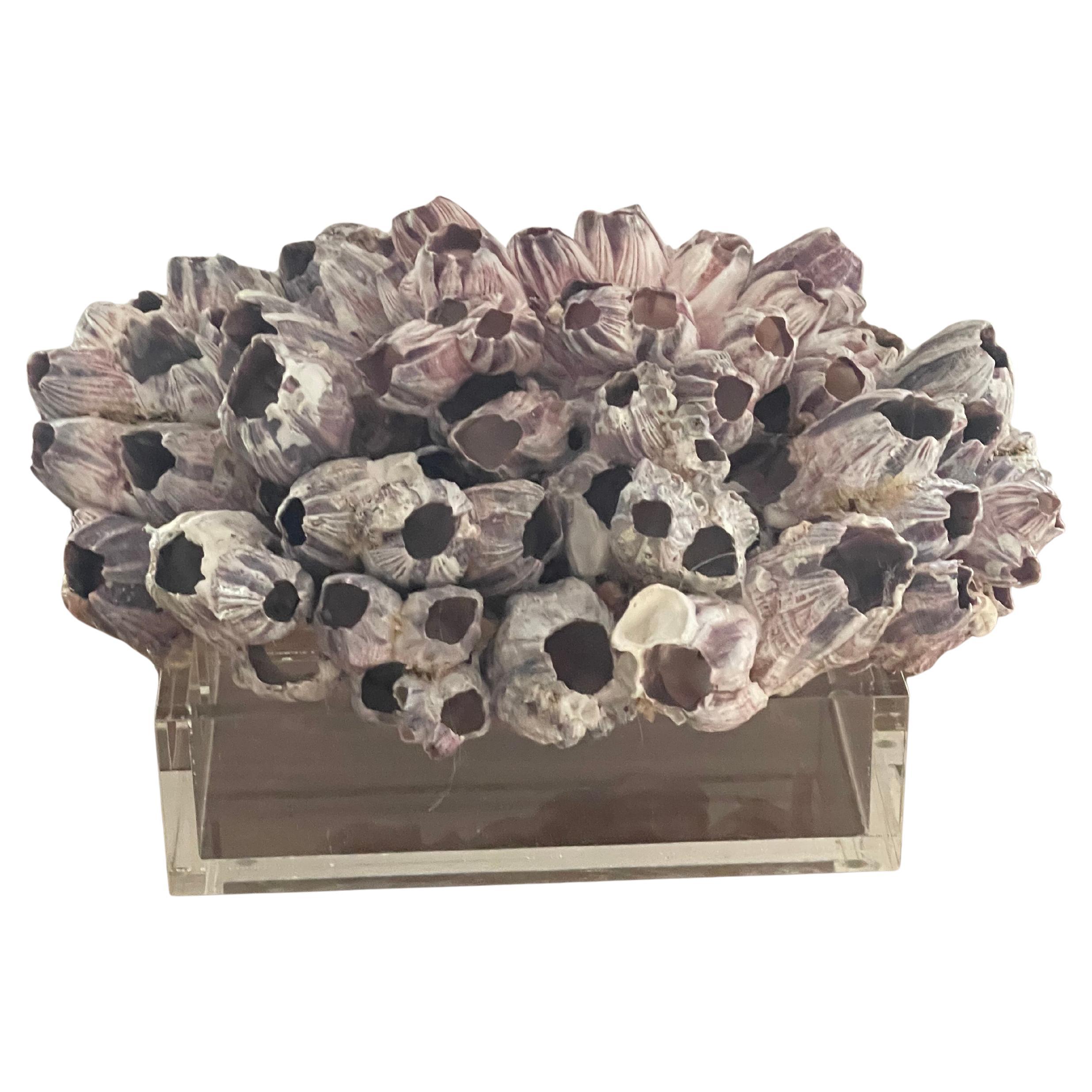 15�” Large Barnacle Cluster  with Symbiotic Barnacle on Lucite Stand Shell For Sale