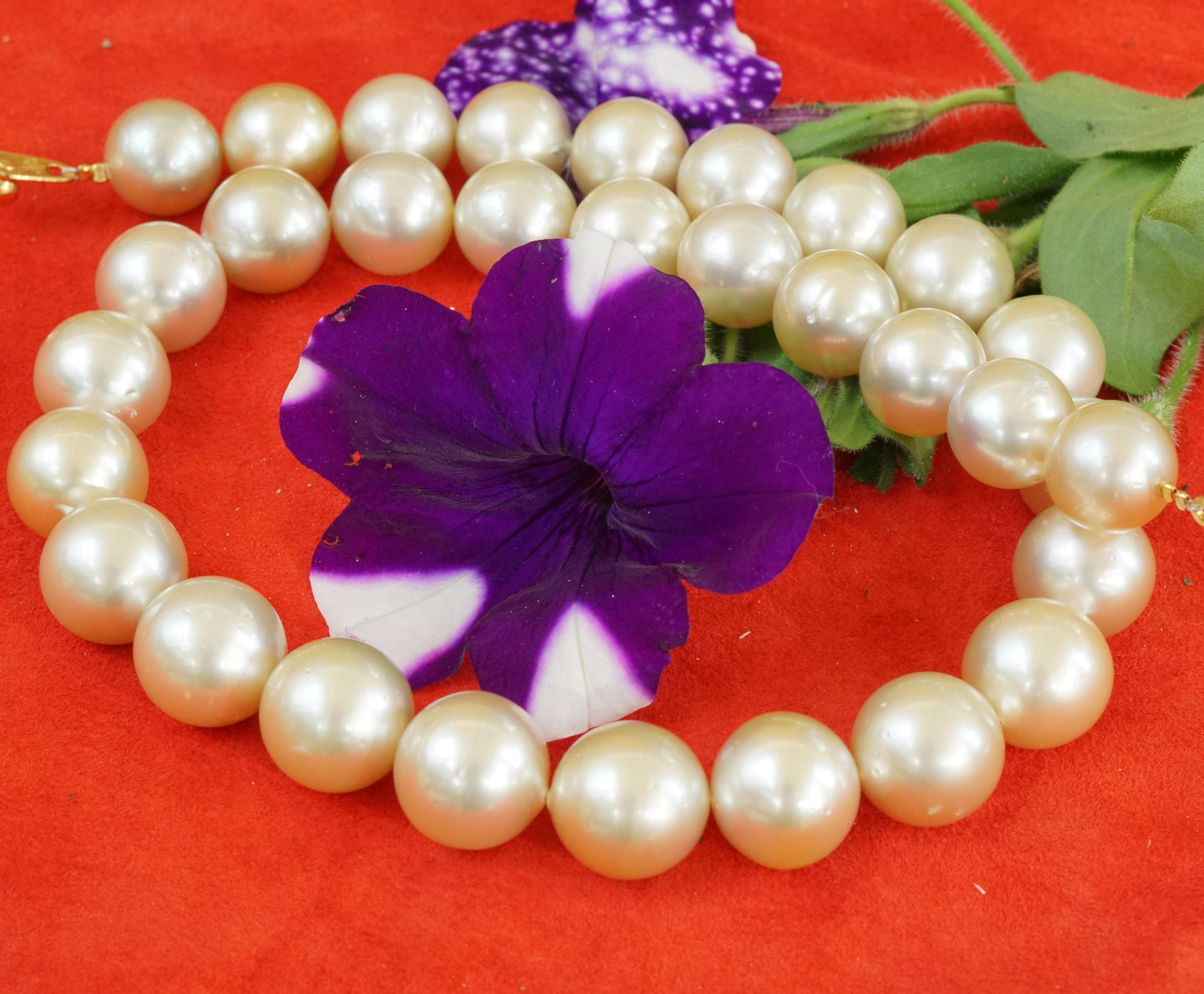 Round Cut 15 to 13 mm AAA+ South Sea Pearl Necklace Light Champagne Finest Luster round  For Sale