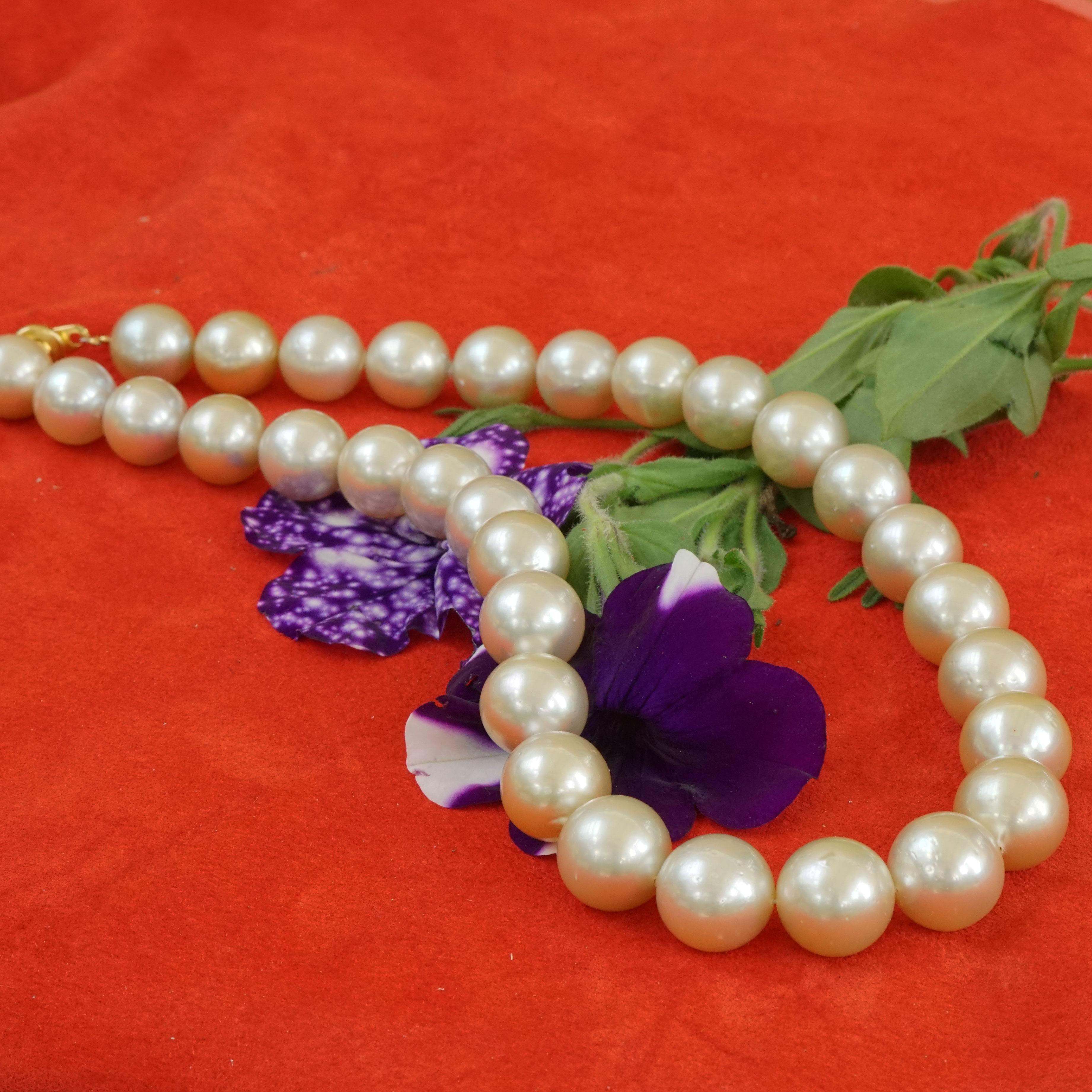 15 to 13 mm AAA+ South Sea Pearl Necklace Light Champagne Finest Luster round  In New Condition For Sale In Viena, Viena