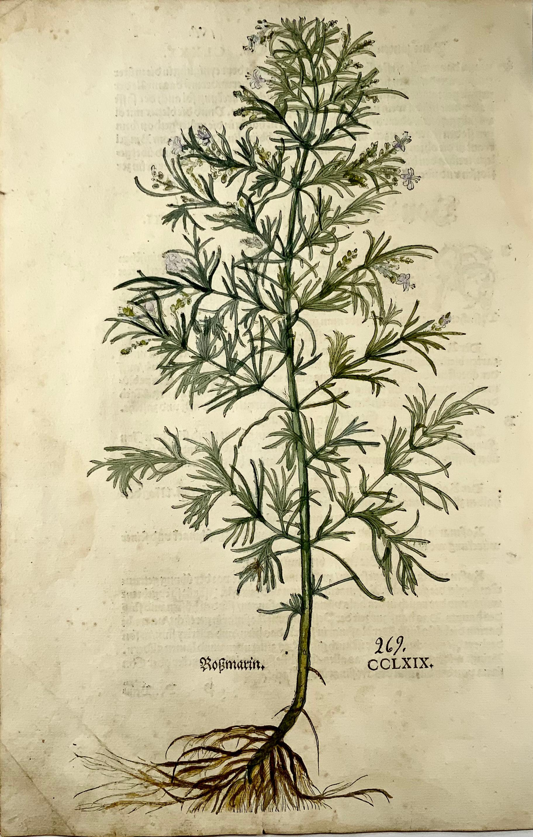 Rosemary is a fragrant evergreen herb native to the Mediterranean. It is used as a culinary condiment, to make bodily perfumes, and for its potential health benefits.

Superb hand coloured woodcut in FOLIO size from:

Leonhart Fuchs

New