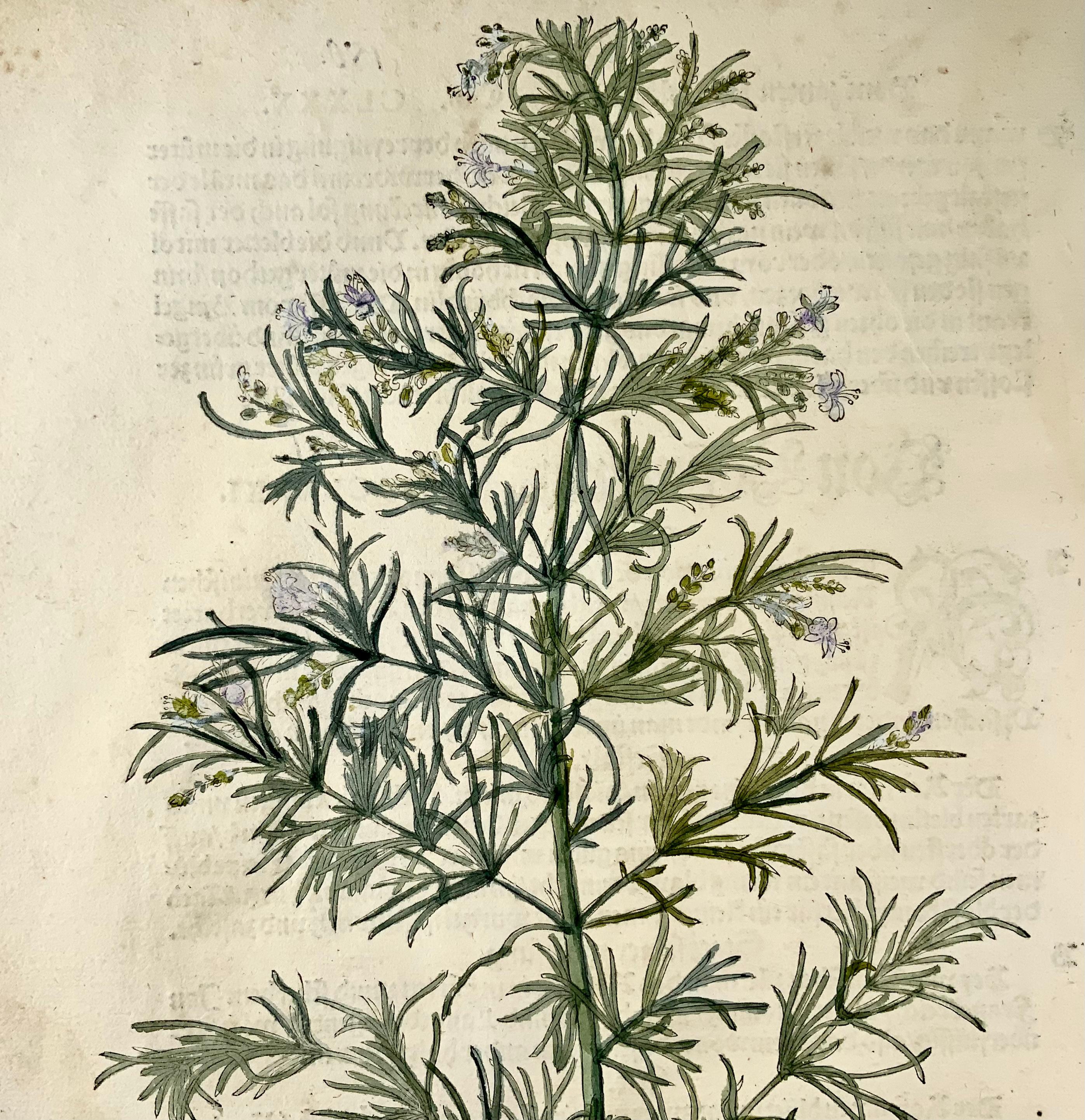 Renaissance 1543 Leonhart Fuchs; Rosemary, Folio herb from the scarce first edition
