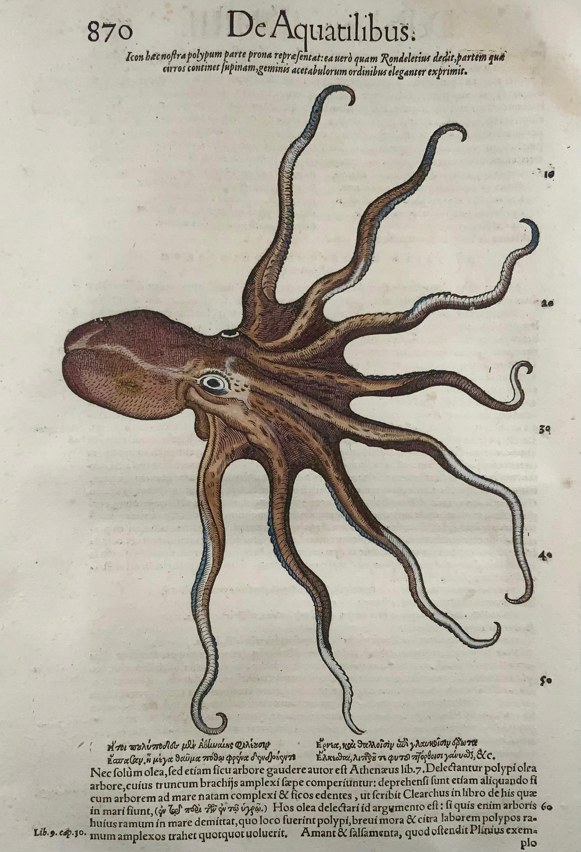 octopus scientific illustration