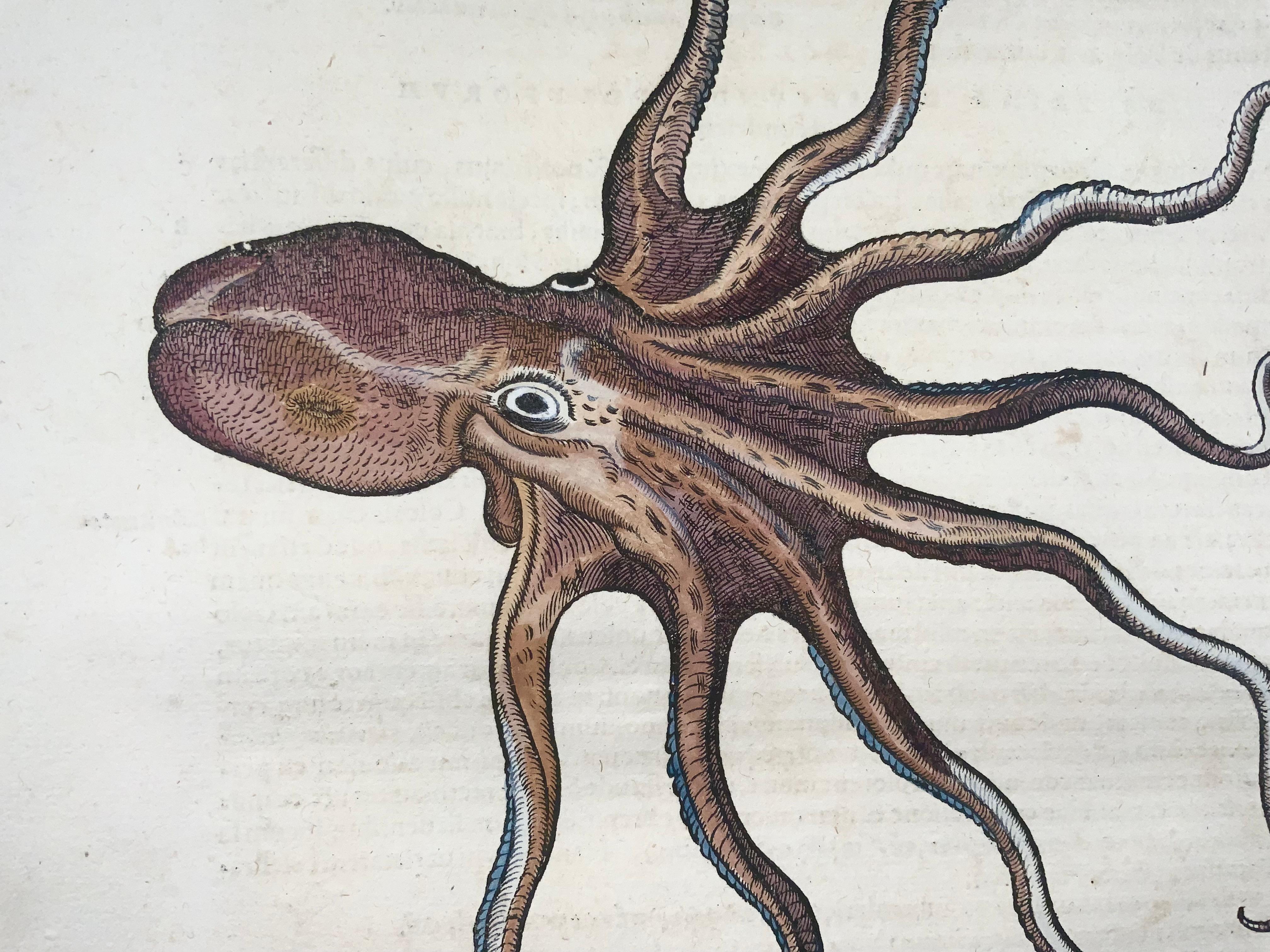 octopus scientific drawing