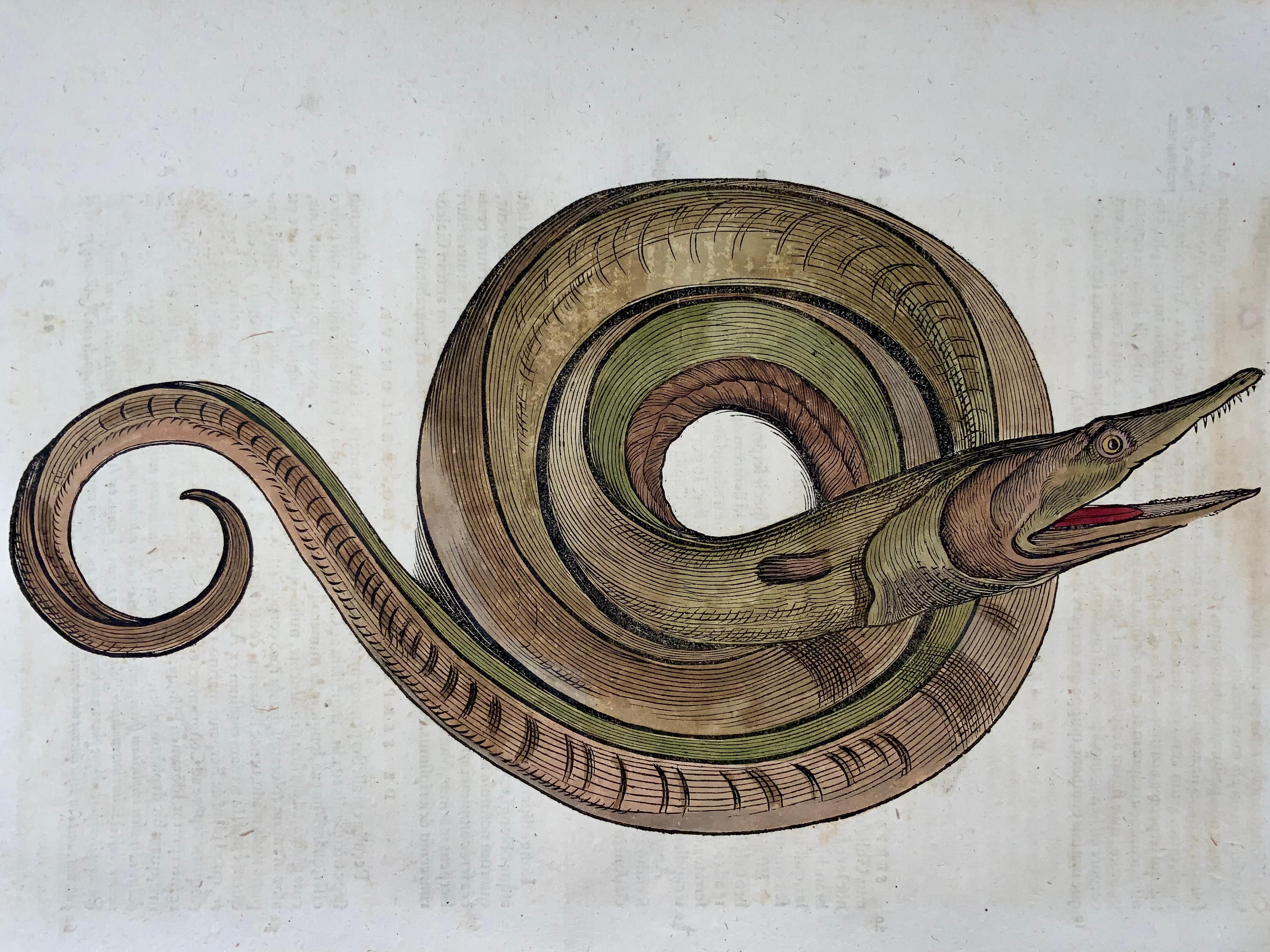 Swiss 1558 Sea Serpent, Conrad Gesner, Folio Woodcut, Hand Coloured, First State For Sale