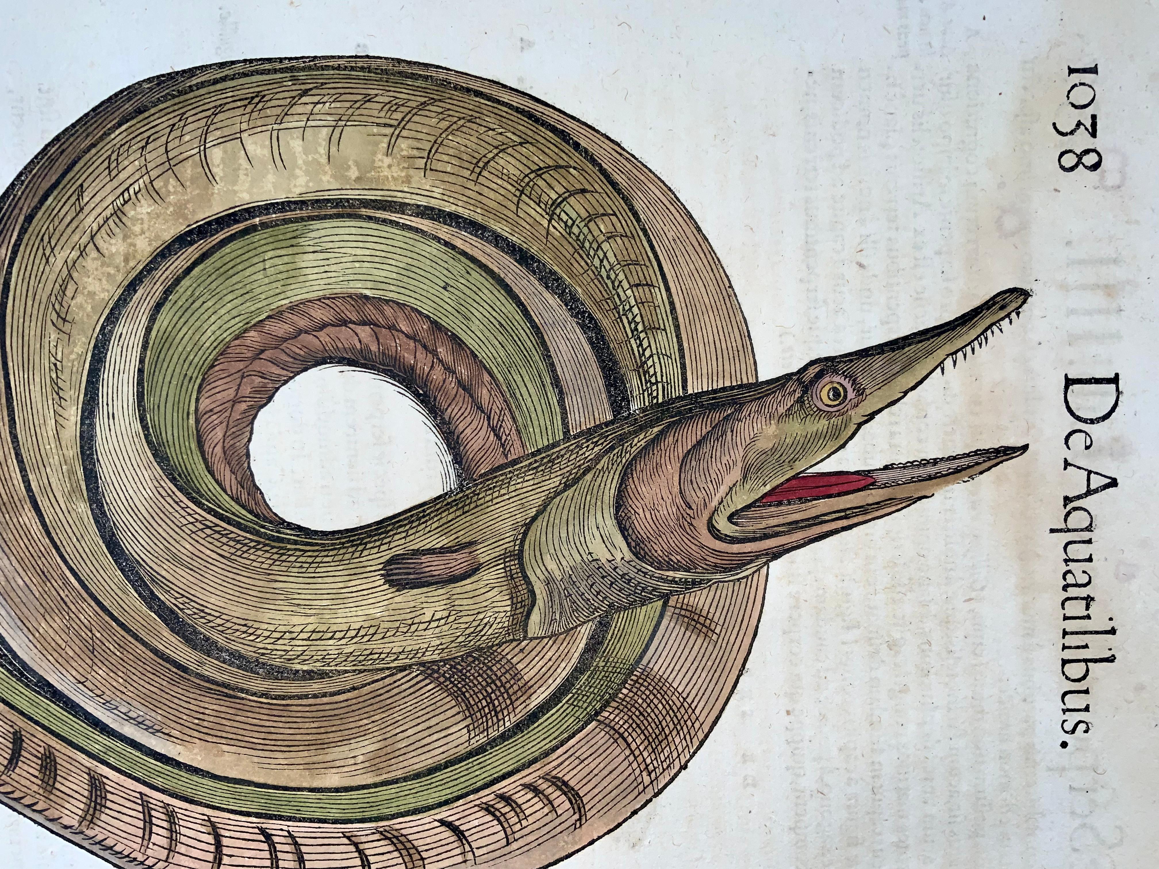 Renaissance Serpent de mer, Conrad Gesner, gravure sur bois Folio, colorée à la main, premier état 1558 en vente