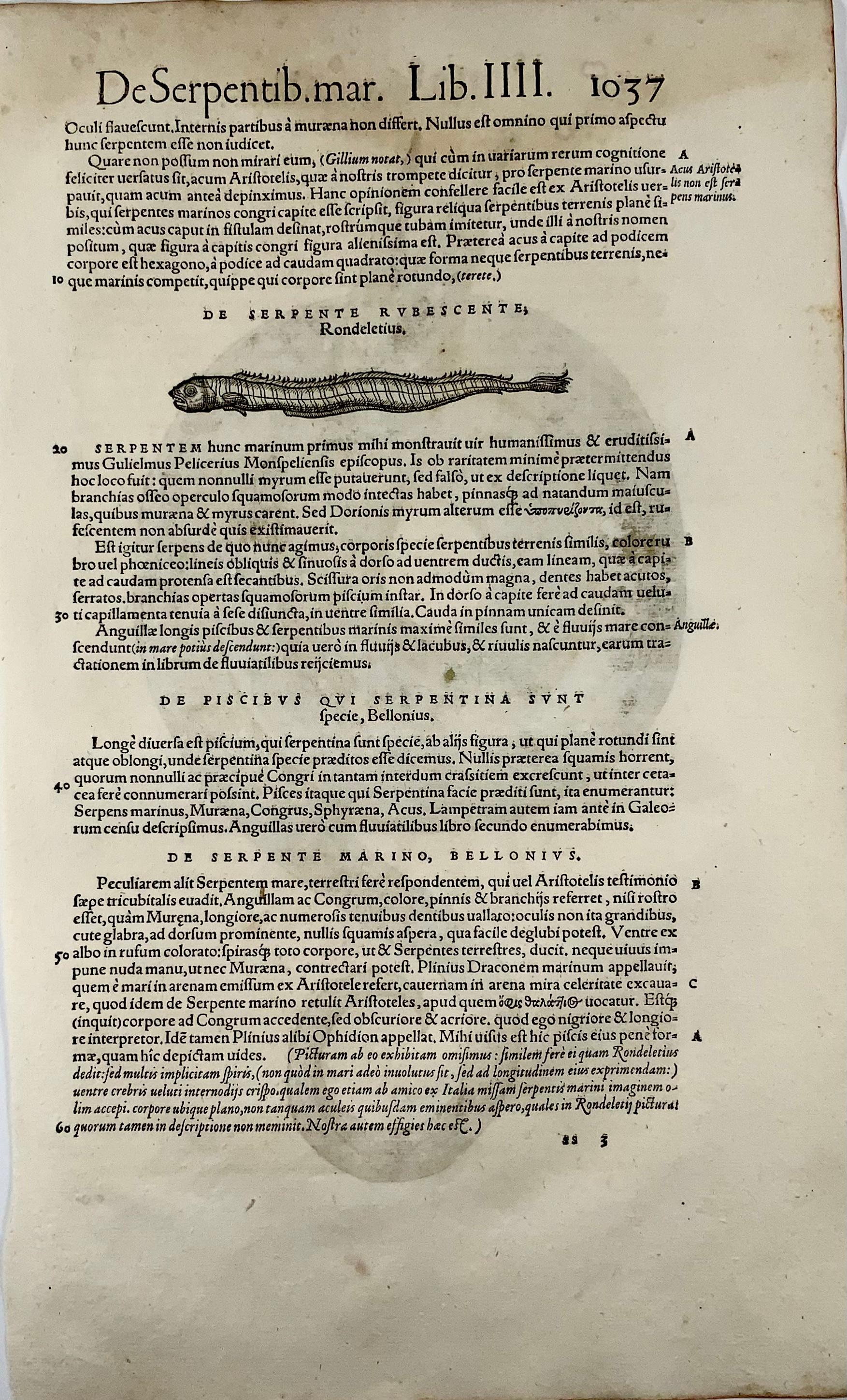 Suisse Serpent de mer, Conrad Gesner, gravure sur bois Folio, colorée à la main, premier état 1558 en vente