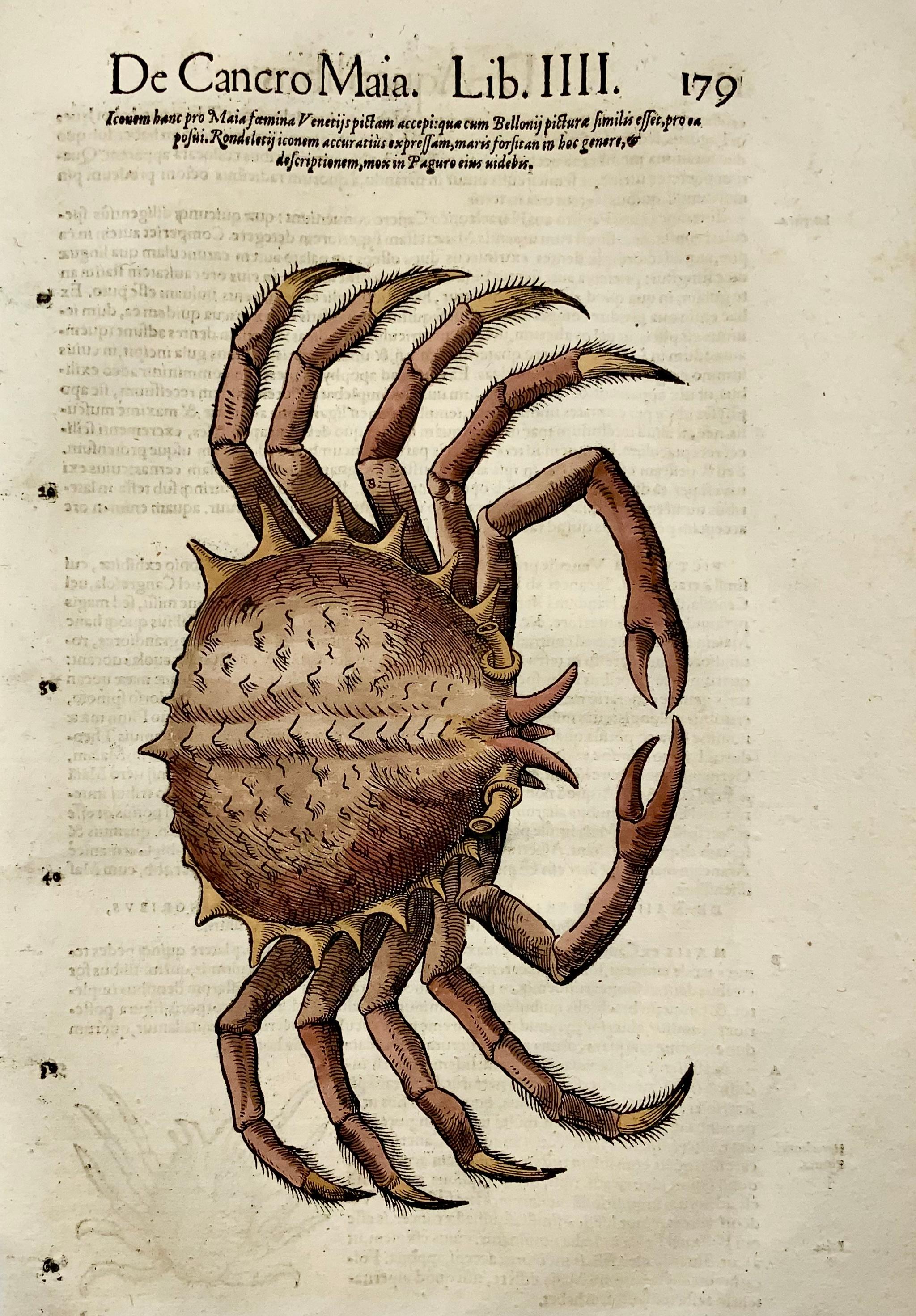 Renaissance 1558 Spider Crab, Conrad Gesner, Folio, Woodcut, Hand Coloured, First State For Sale