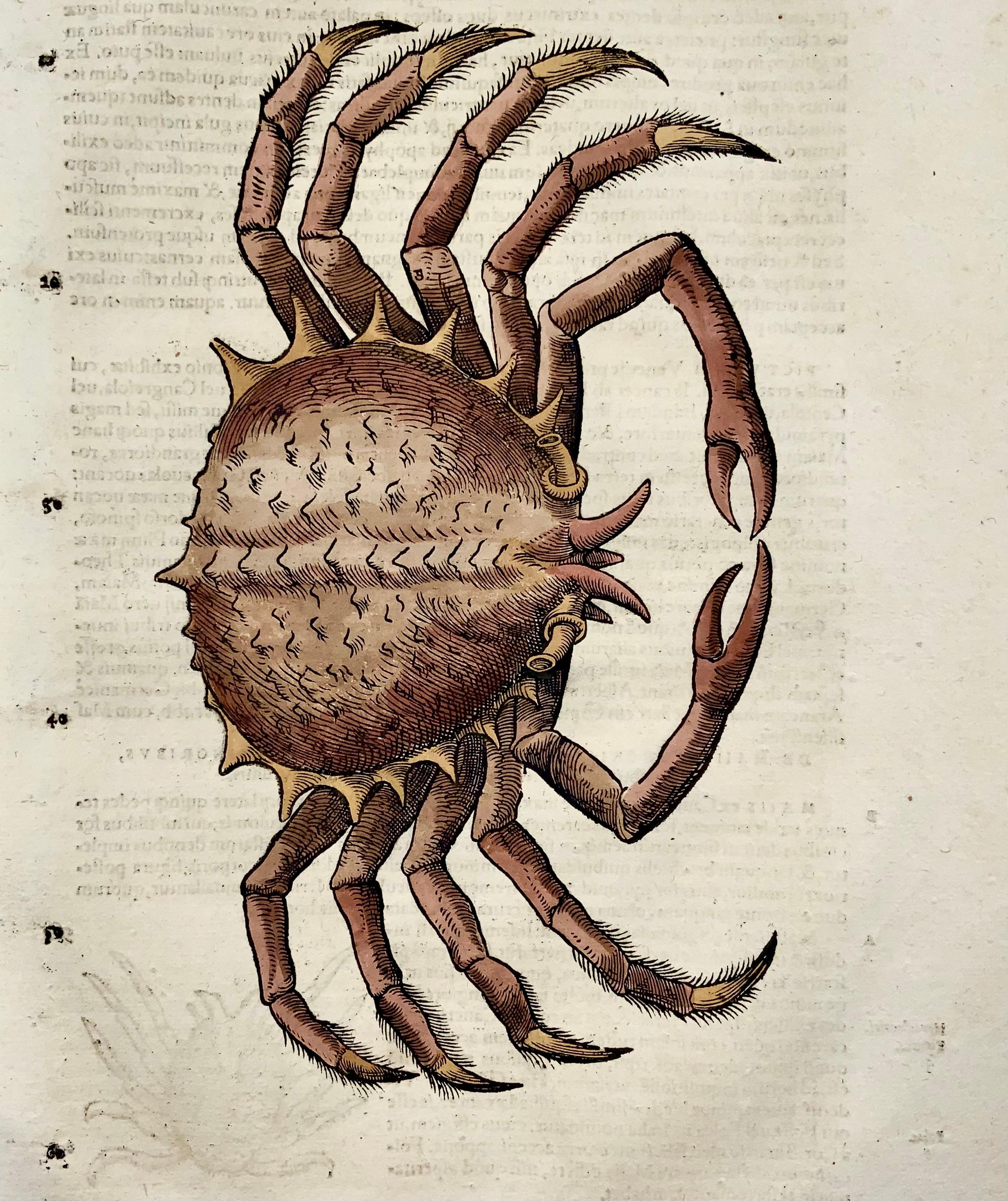 Swiss 1558 Spider Crab, Conrad Gesner, Folio, Woodcut, Hand Coloured, First State For Sale