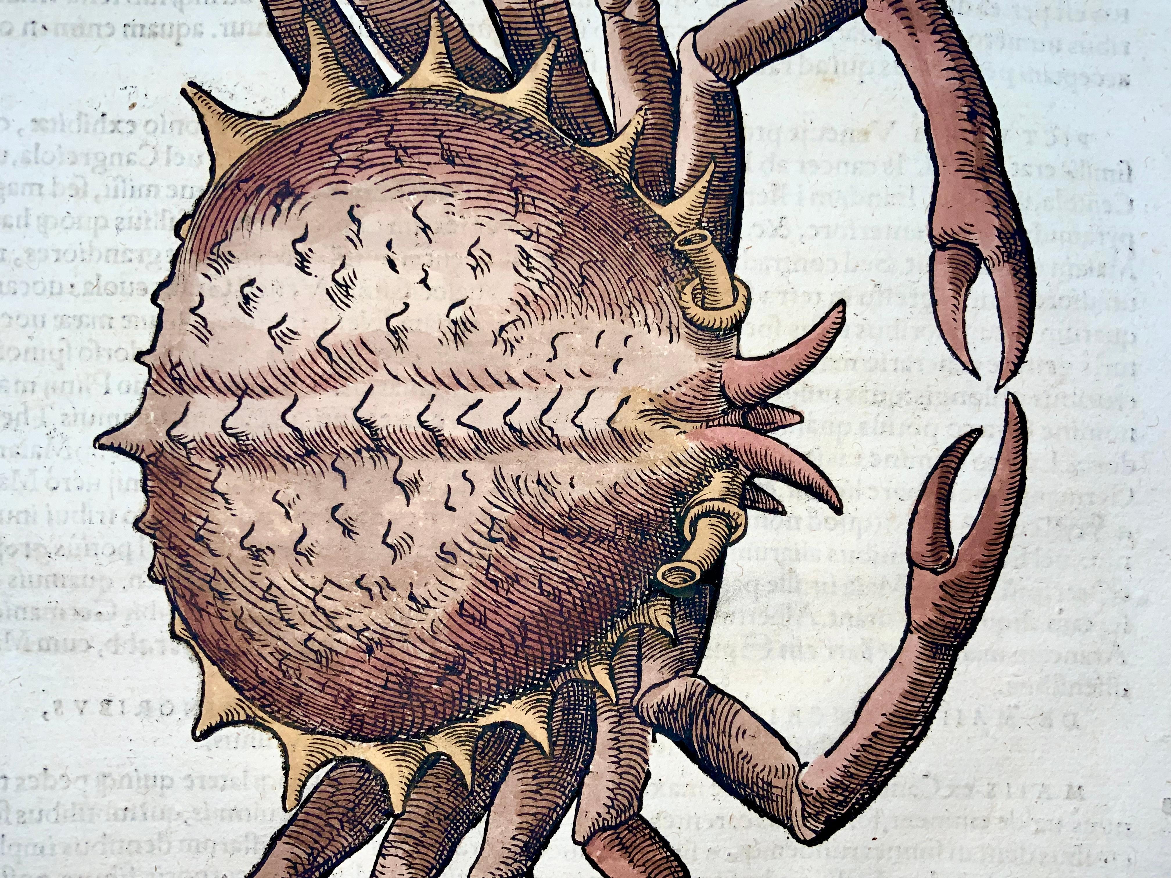 Etched 1558 Spider Crab, Conrad Gesner, Folio, Woodcut, Hand Coloured, First State For Sale