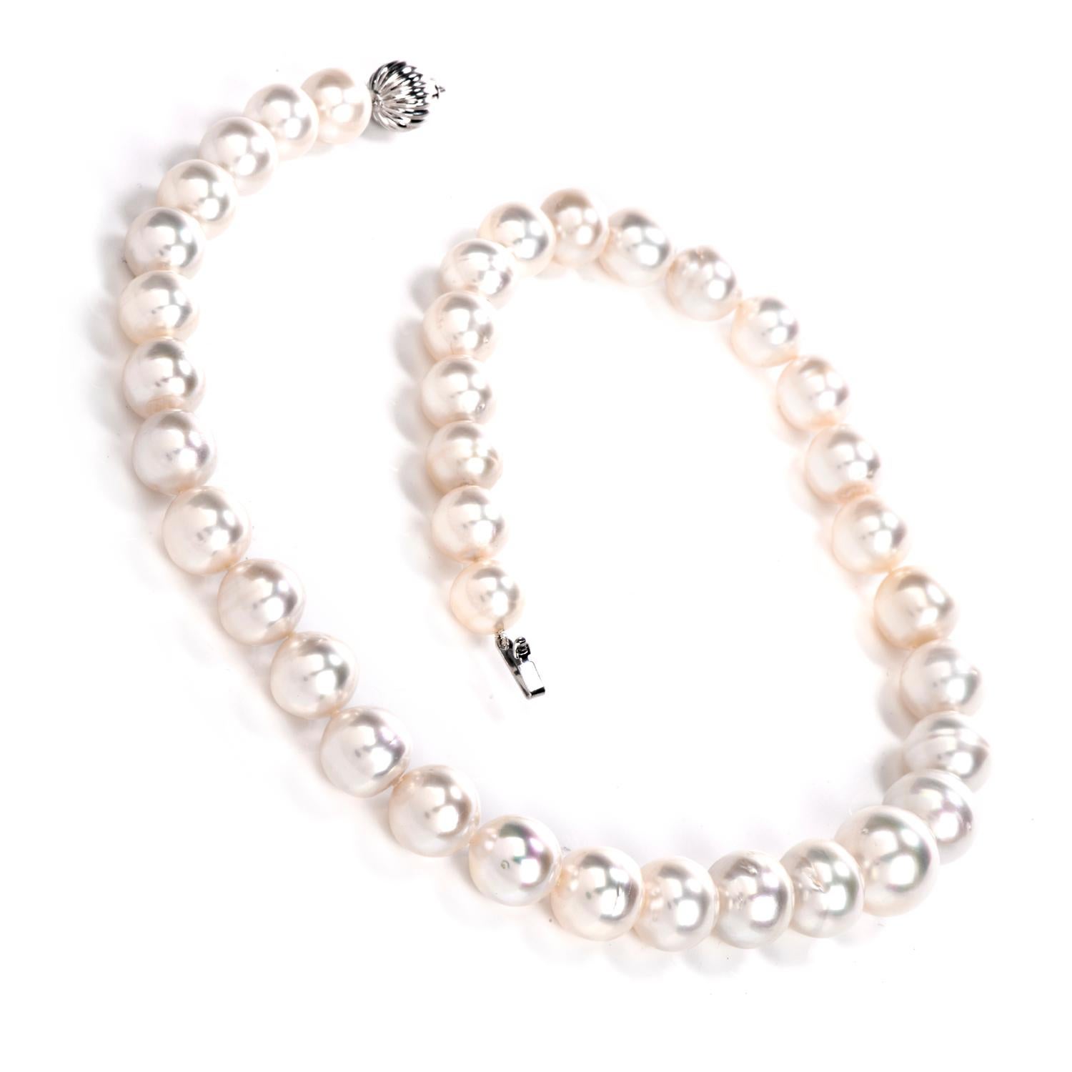 This elegant south sea pearl strand features a white gold round clasp, necklace measures 17.25” long and weighs 80 grams. Composed of 37 lustrous, white cream-colored South Sea pearls ranging from 15mm to 10mm in diameter. Secures with insert clasp