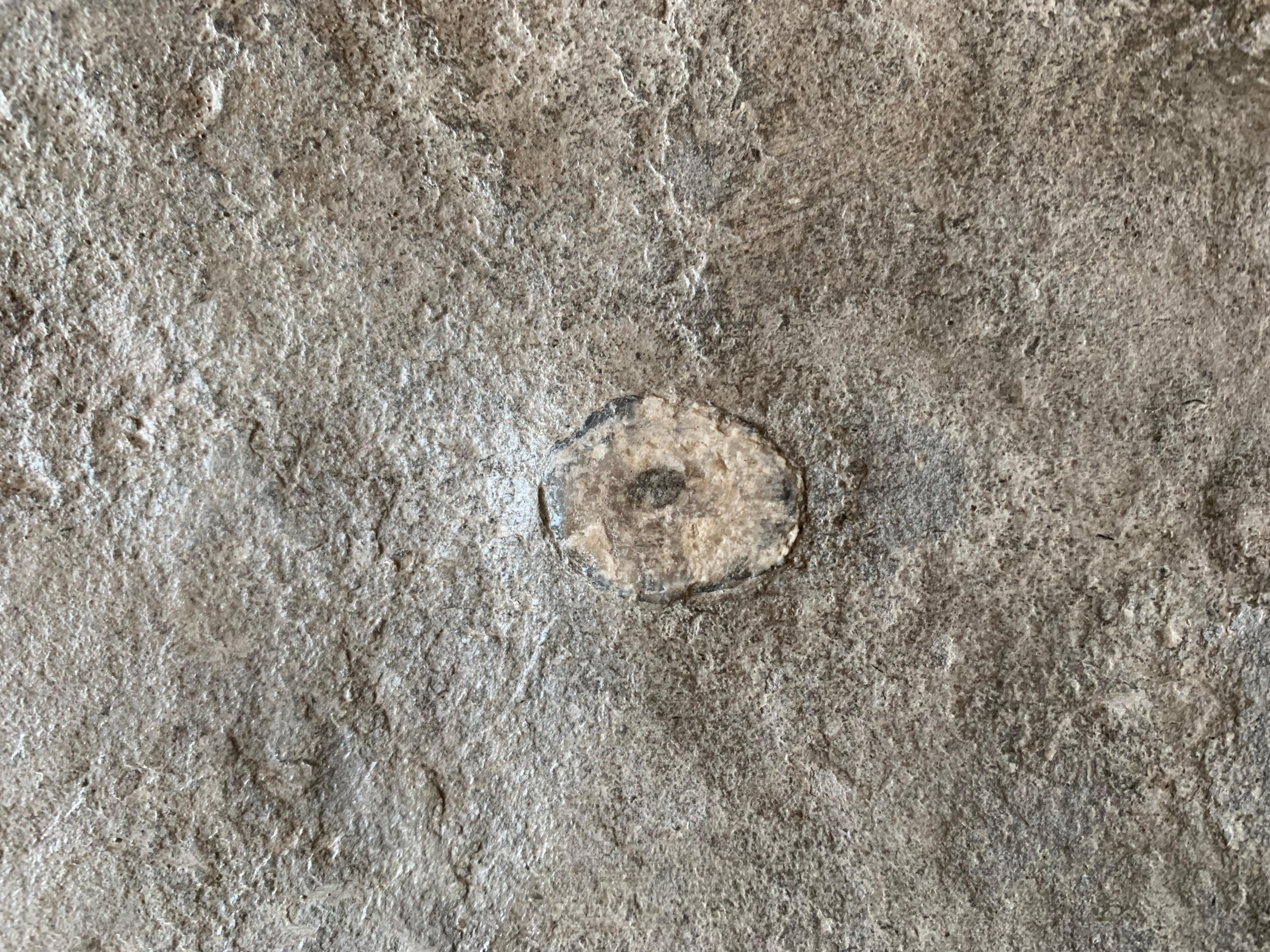 labre monolithique du 15e siècle avec fossiles en vente 3