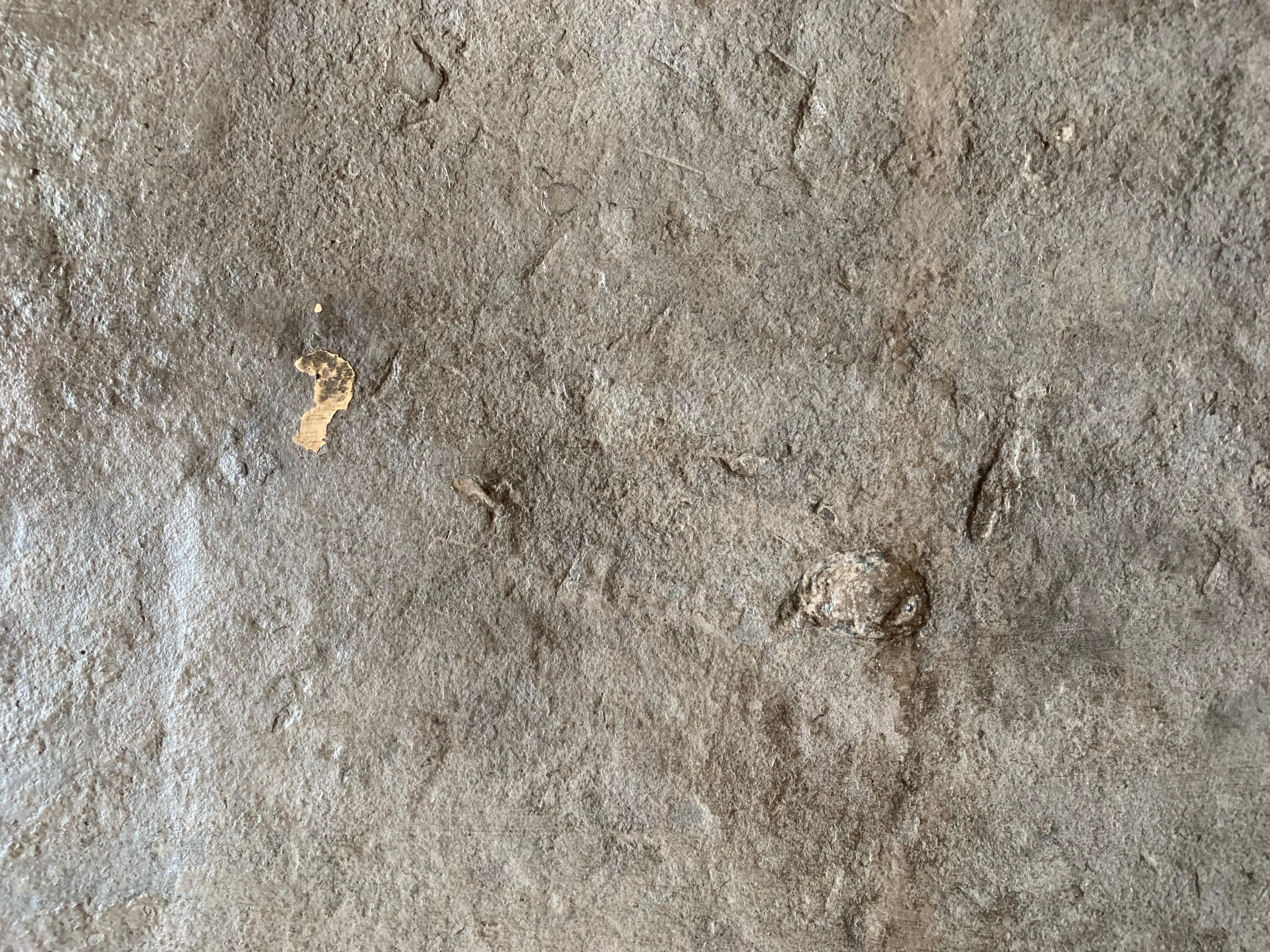 Grès labre monolithique du 15e siècle avec fossiles en vente