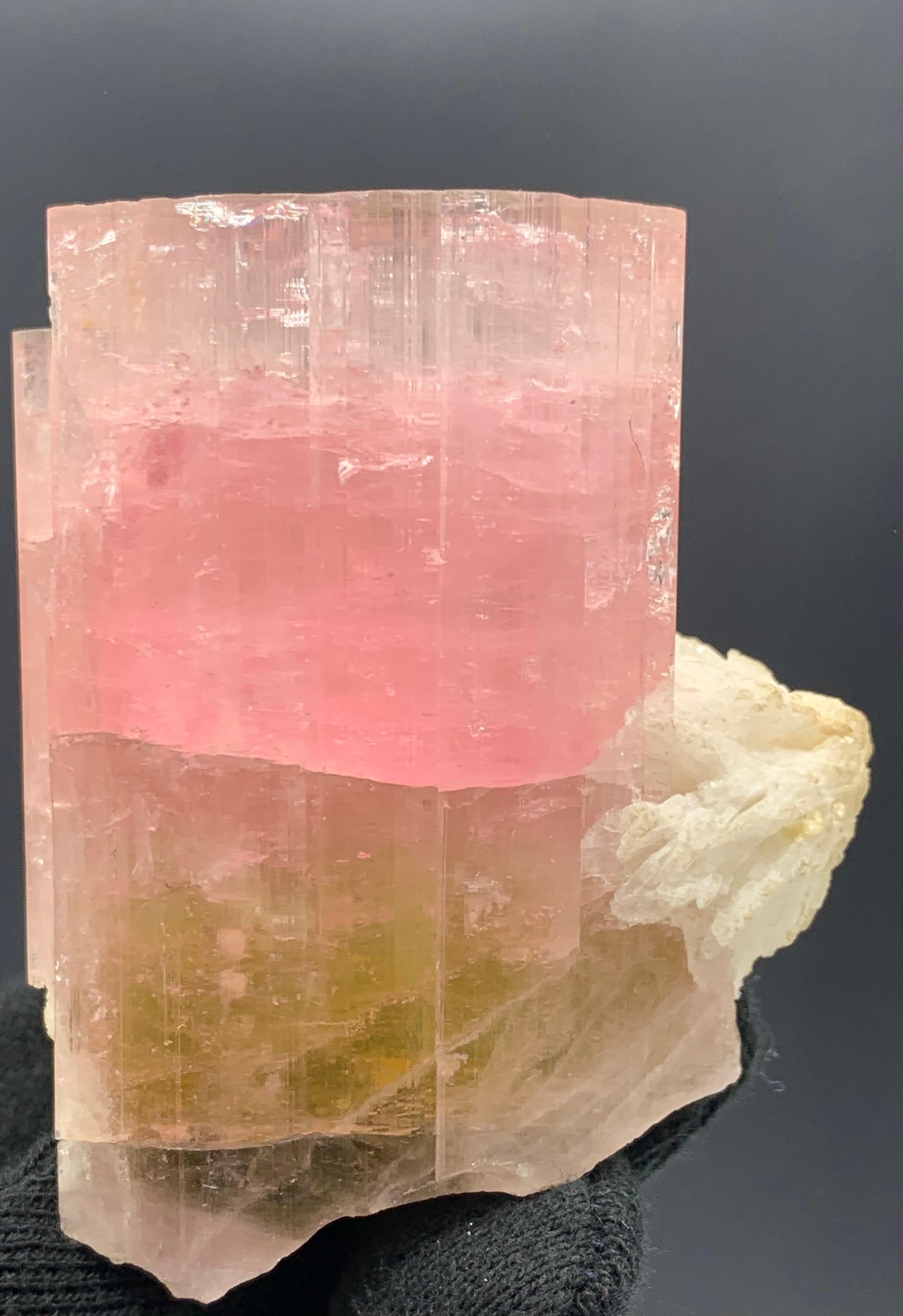 161.78 Gram Marvellous Tri Color Tourmaline Specimen From Paprook , Afghanistan 

Weight: 161.78 Gram
Dimension: 6.5 x 5.5 x 3.7 Cm
Origin: Paprook, Afghanistan 

Tourmaline is a crystalline silicate mineral group in which boron is compounded with