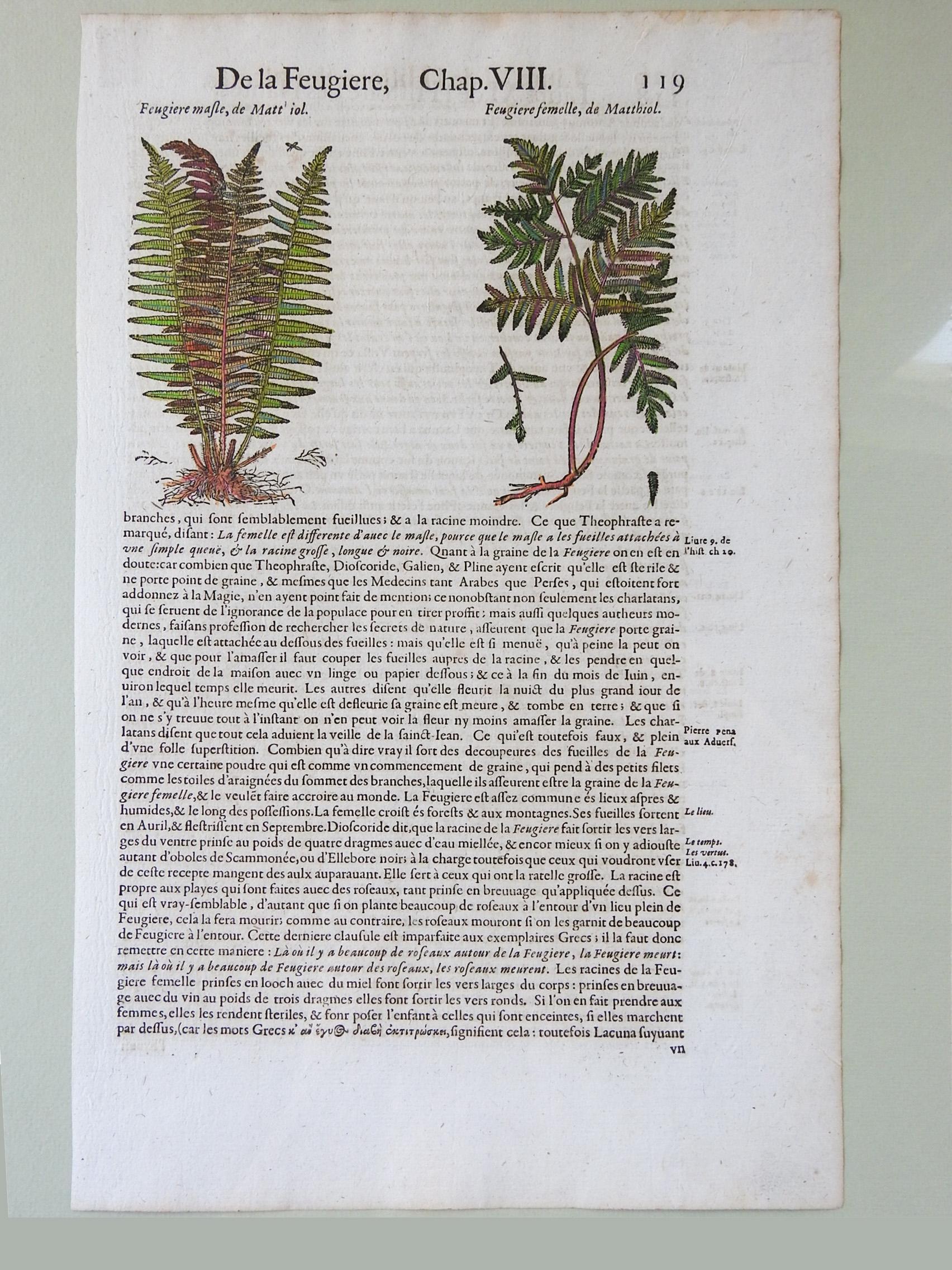 Pair of circa 1653 hand colored woodcut botanical plates of ferns from 'The Herbal or General Historie of Plants' by John Gerard (1545-1612).  Text on both sides, mounted on sage green mat board, image is 8.5