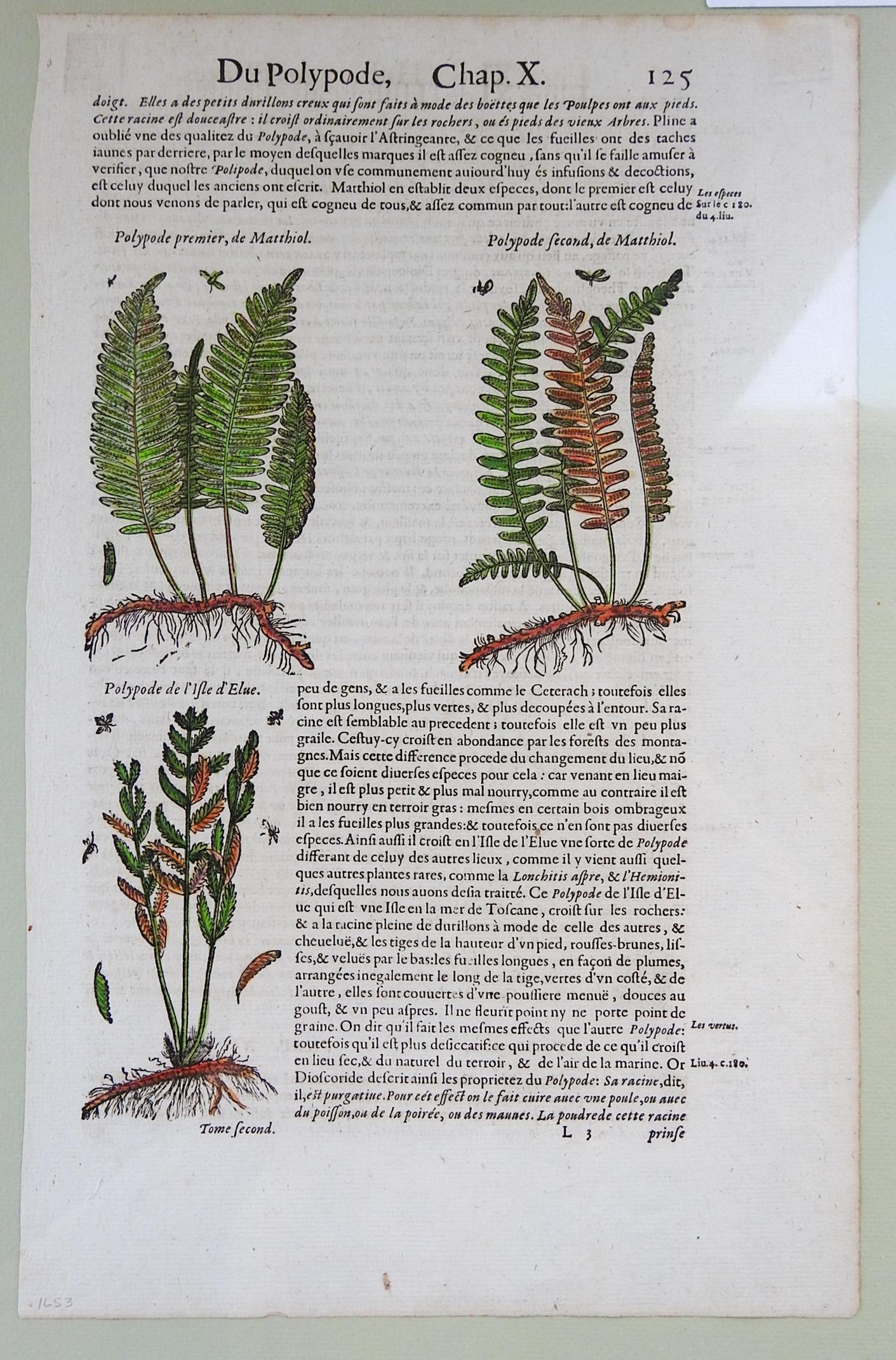 Elizabethan 1653 Gerard Herbal Hand Colored Botanical Ferns Woodcuts - a Pair For Sale
