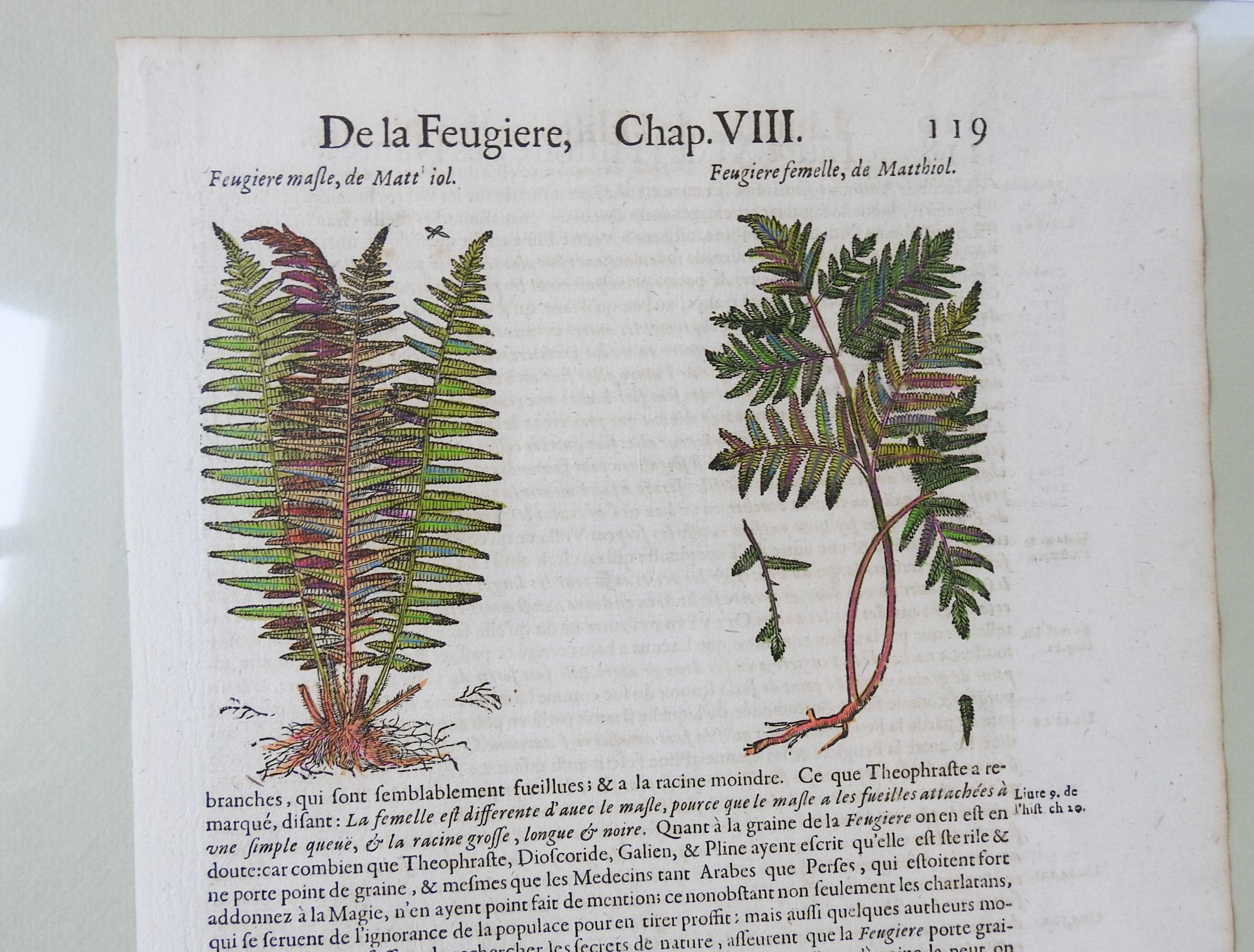 English 1653 Gerard Herbal Hand Colored Botanical Ferns Woodcuts - a Pair For Sale