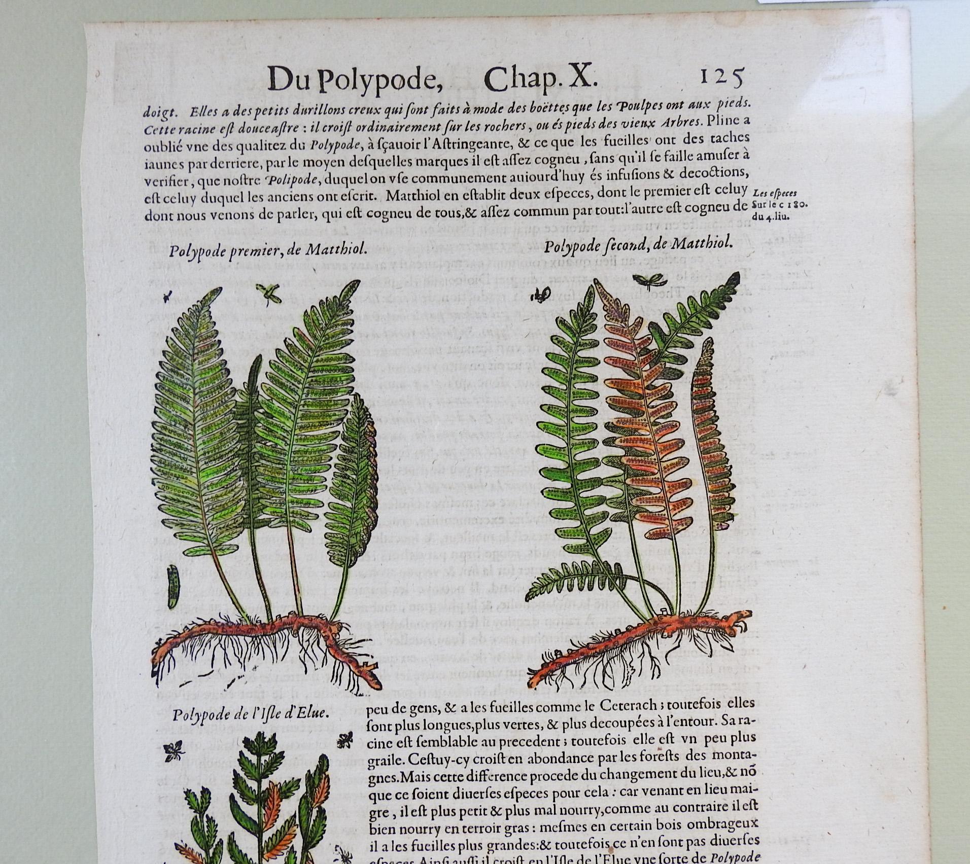 1653 Gerard Herbal Hand Colored Botanical Ferns Woodcuts - a Pair In Good Condition For Sale In Seguin, TX