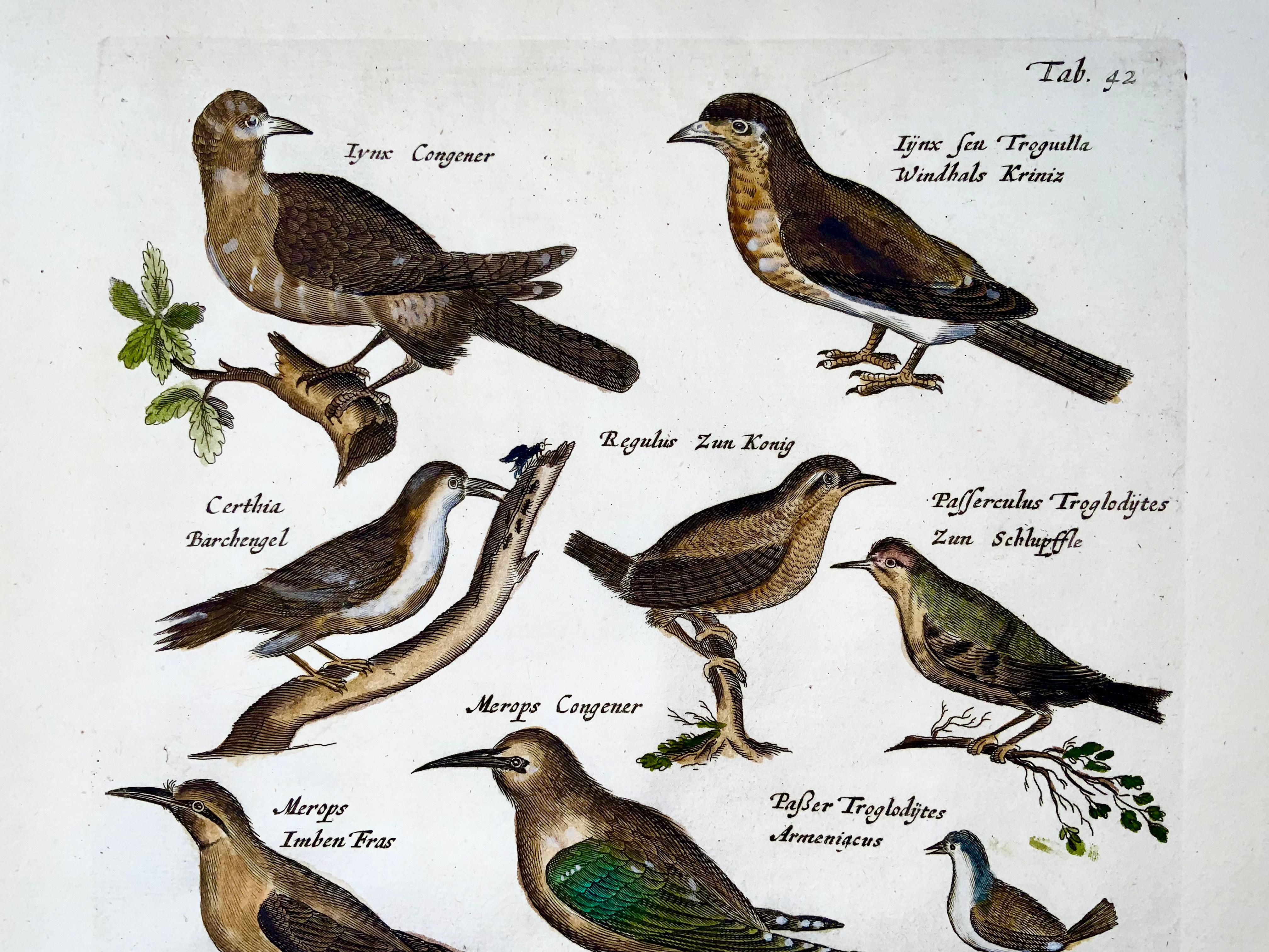 German 1657 Hoopoe, Bee-Eaters, Passerines, Matt. Merian, Folio Hand Coloured Engraving For Sale