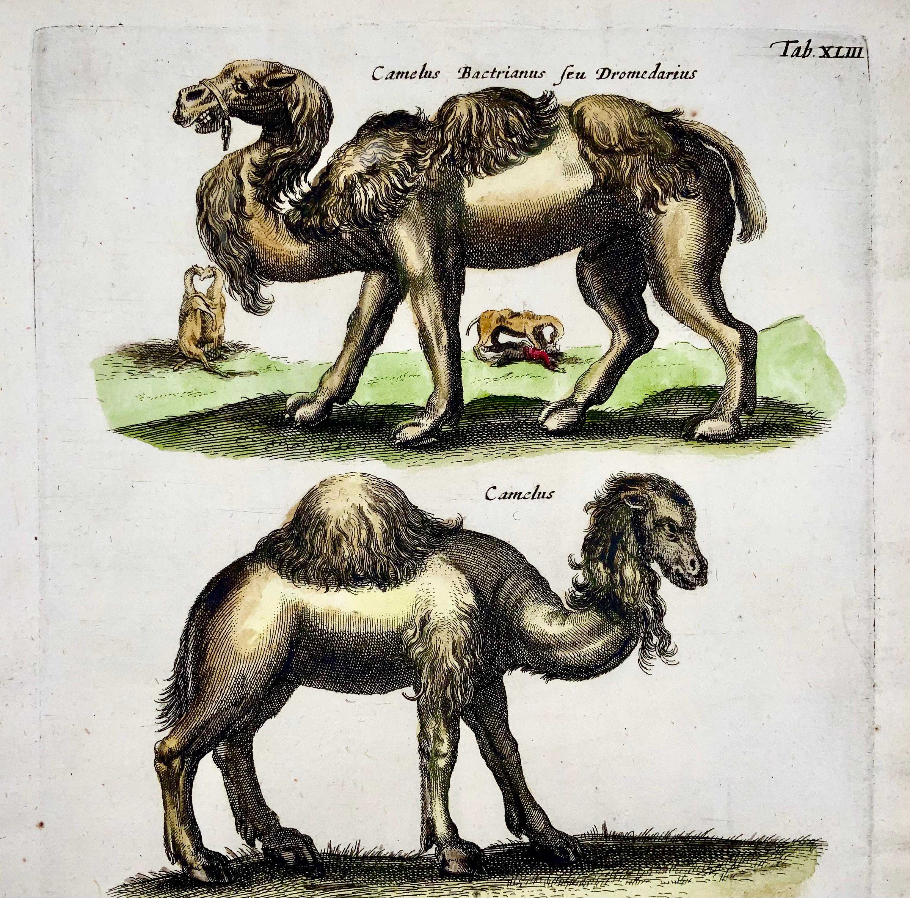 1657 Matthaus Merian, Dromedary Camels, feines Folio in Handfarbe (Barock) im Angebot