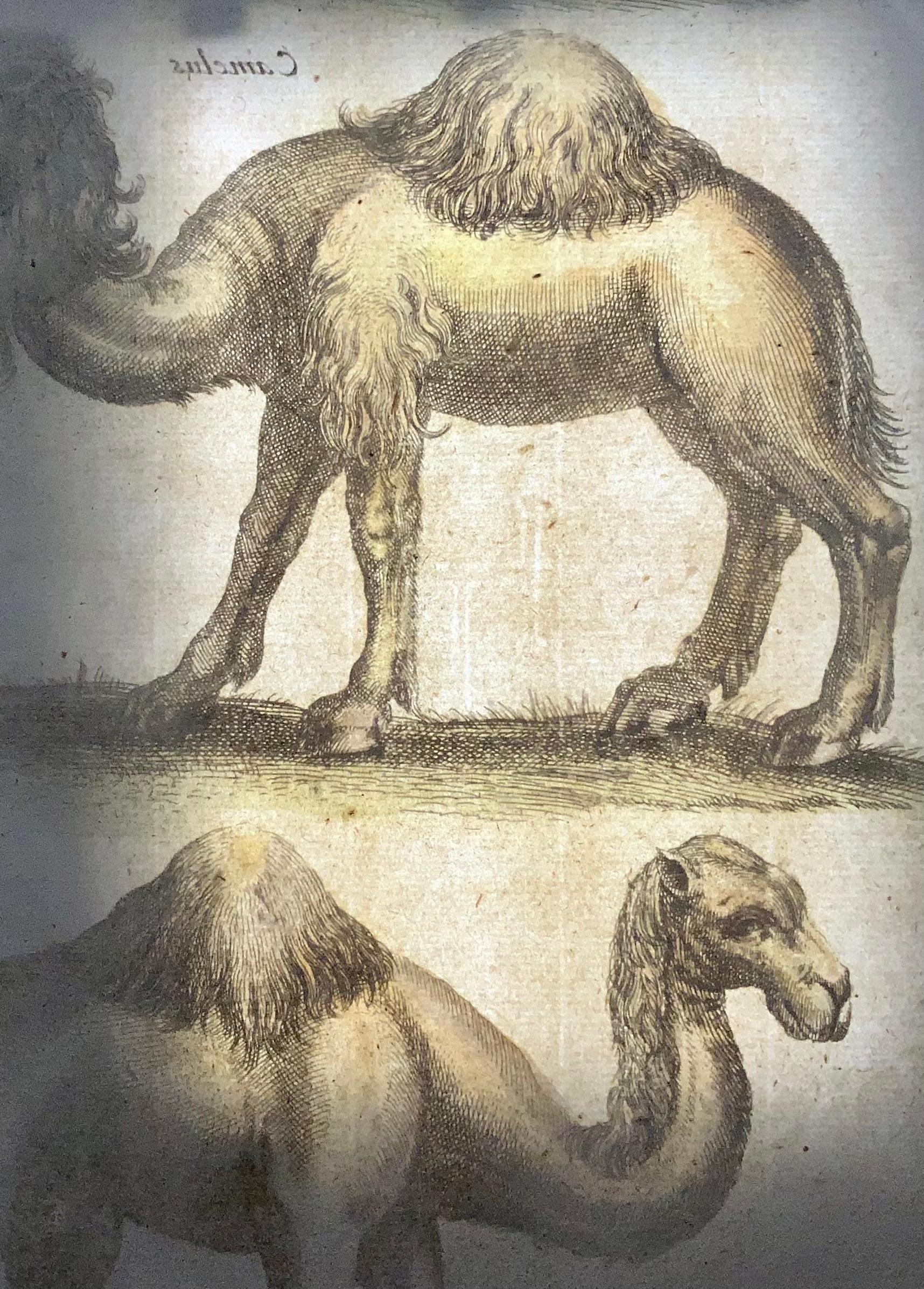 1657 Matthaus Merian, Dromedary Camels, feines Folio in Handfarbe (Deutsch) im Angebot