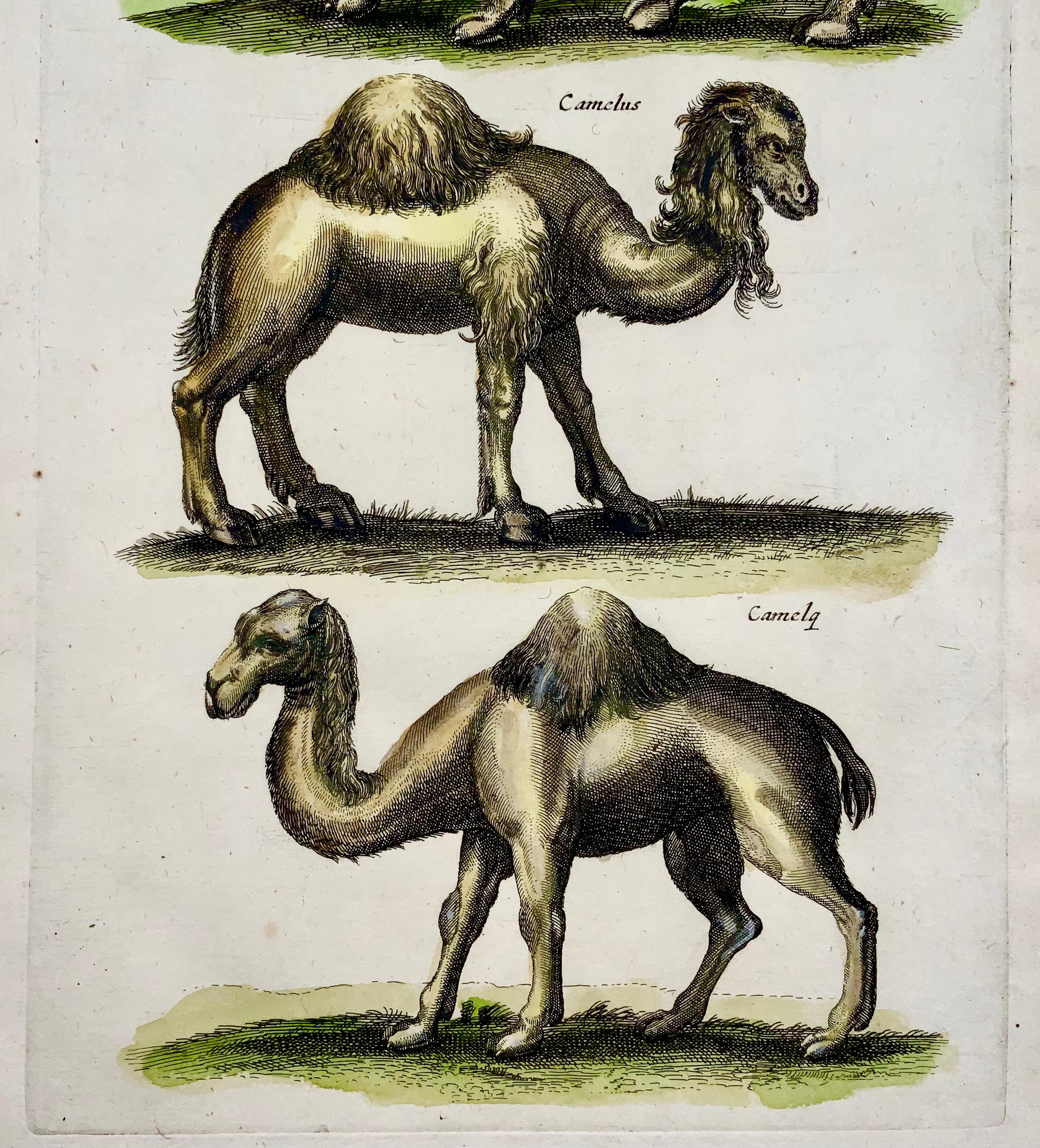 Buriné Faïence mérienne Matthaus 1657, camel Dromedary, feuillage fin en couleur de la main en vente