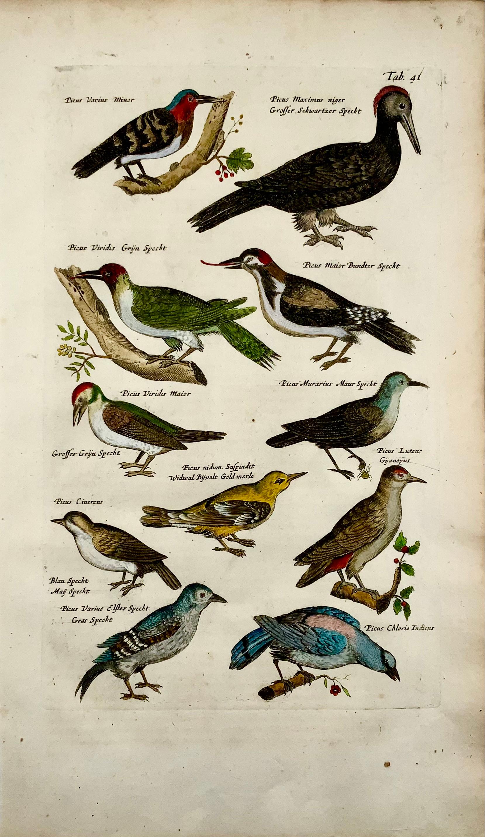 Fine folio engraving in hand color.

This rare antique engraving was published in the series: 'Historiae Naturalis De Avibus Libri VI' by John Johnston, published and engraved by Matthias Merian in 1657.

Matthaus Merian was from a long lineage