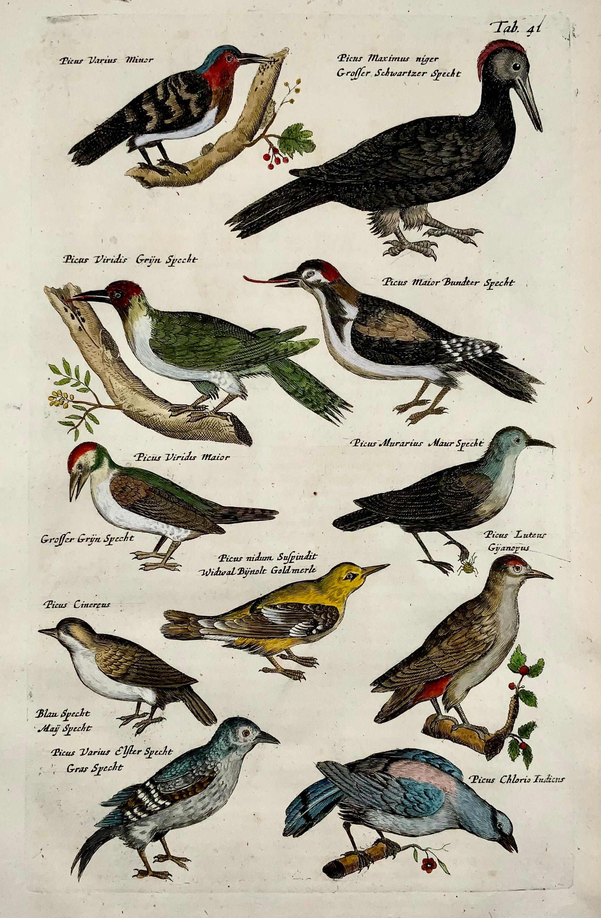 1657 Matthaus Merian, Holzpeckers Picus, Vögel, feines Folio in Handfarbe (Barock) im Angebot