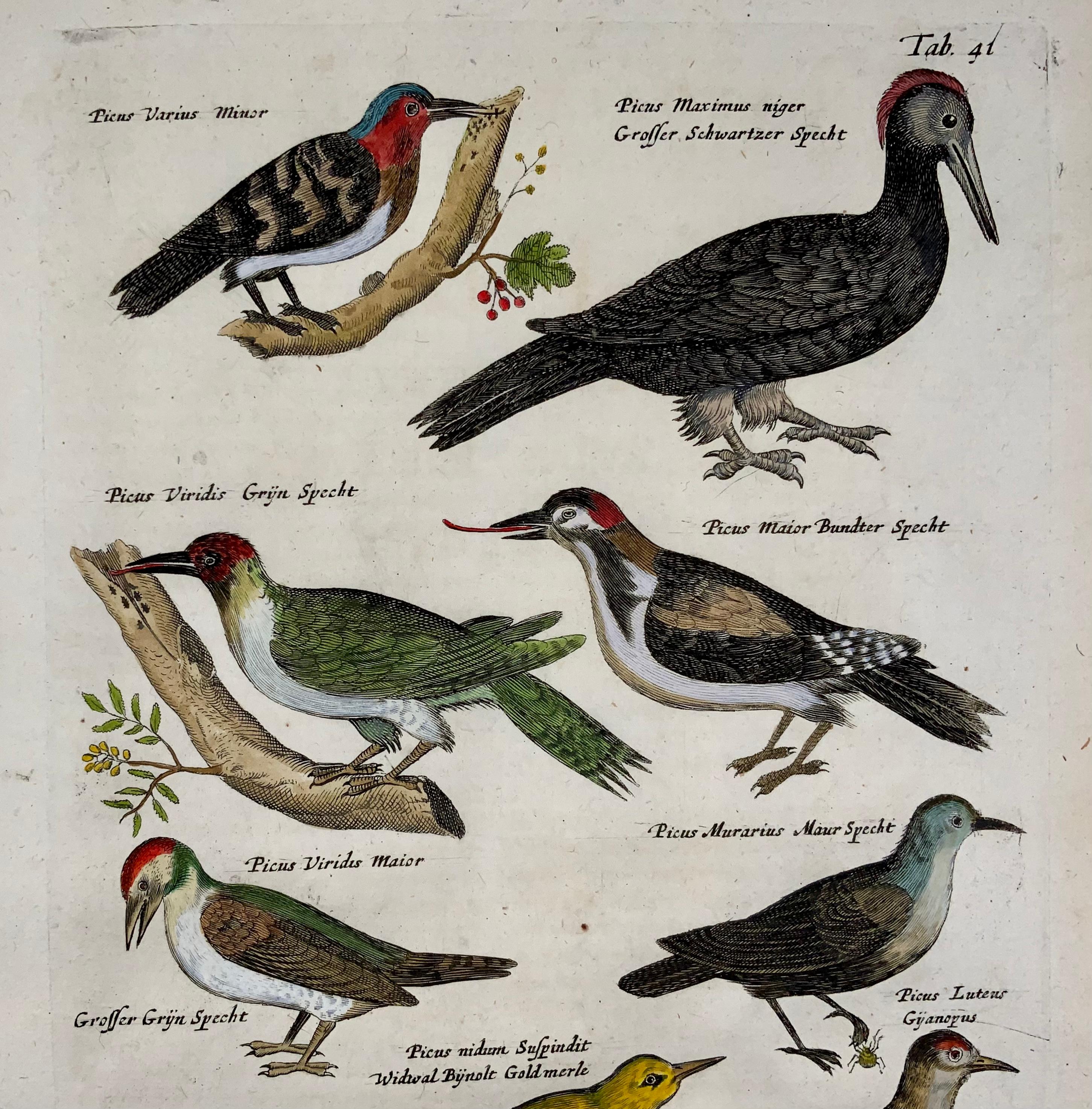 1657 Matthaus Merian, Holzpeckers Picus, Vögel, feines Folio in Handfarbe (Deutsch) im Angebot