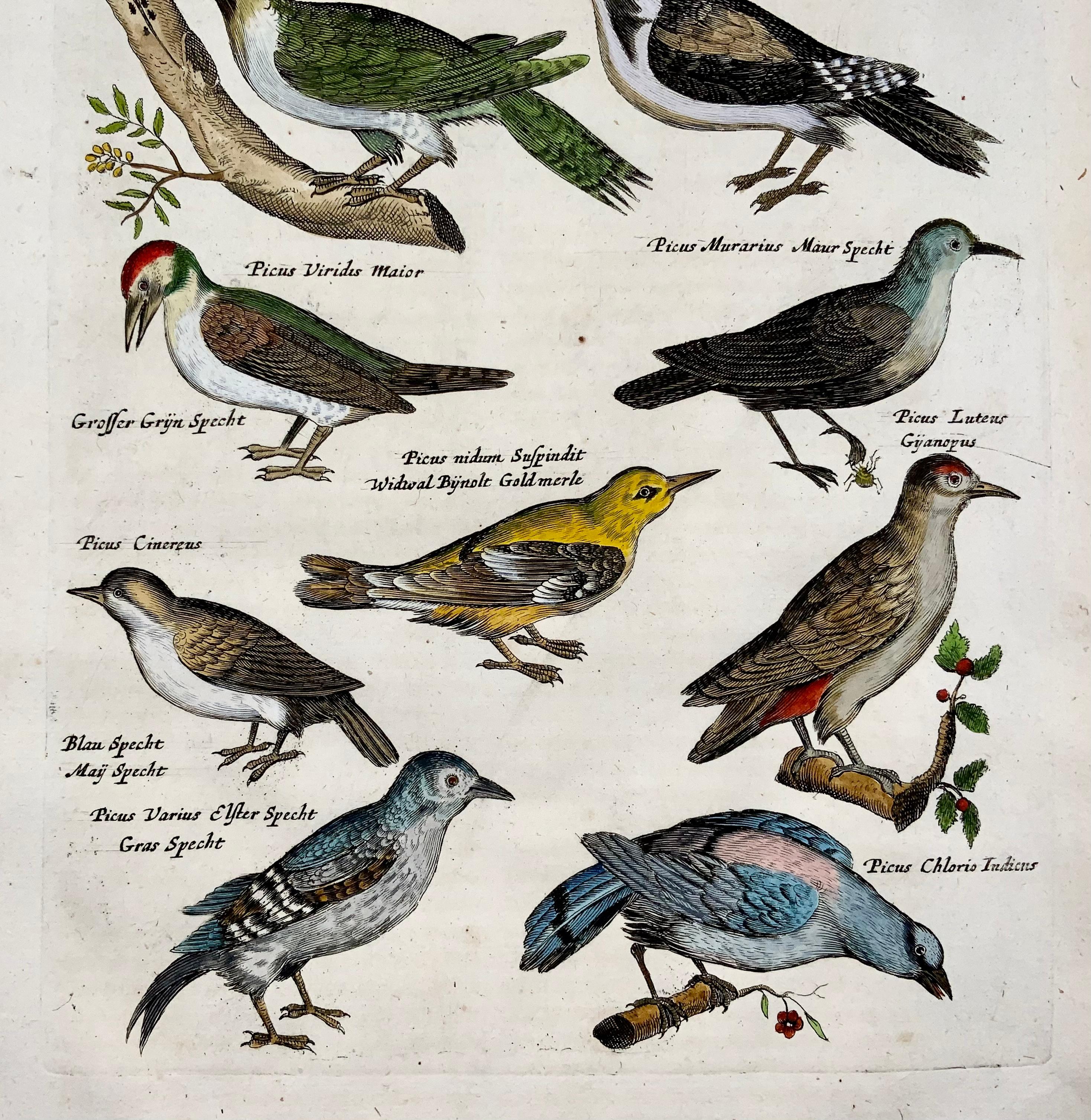 Buriné 1657 Matthaus Merian, Picus Woodpeckers, Oiseaux, Folio raffiné en couleur fait main en vente