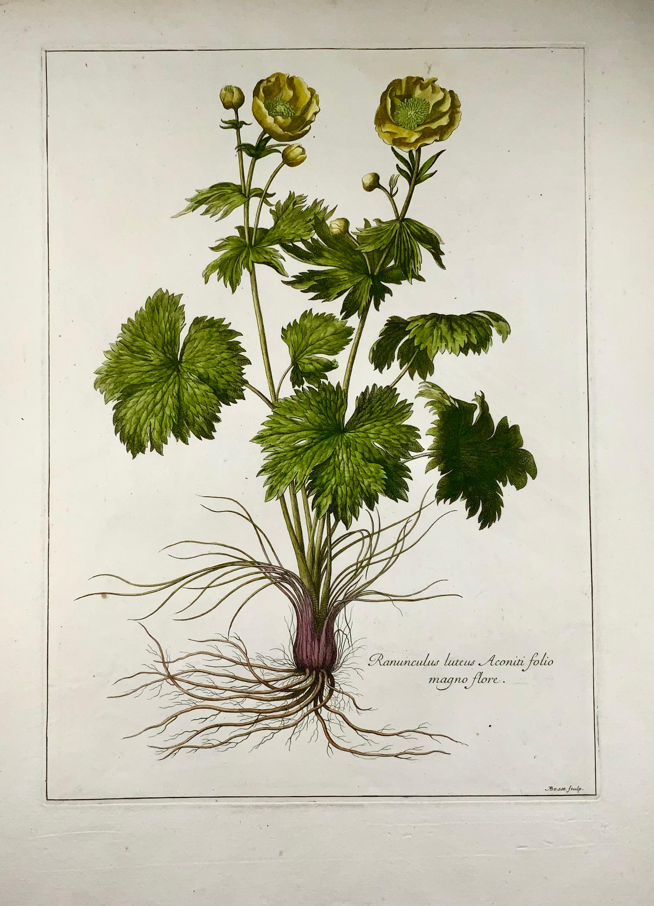 Ranunculus luteus aconiti folio magno flore

After Nicholas Robert (1610-1684), engraved by Abraham Bosse (c. 1604 – 14 February 1676). On fine watermarked, laid paper.

Imperial folio. Platemarks each approx. 450 x 300 mm. (15 3/4 x 11 3/4 in),