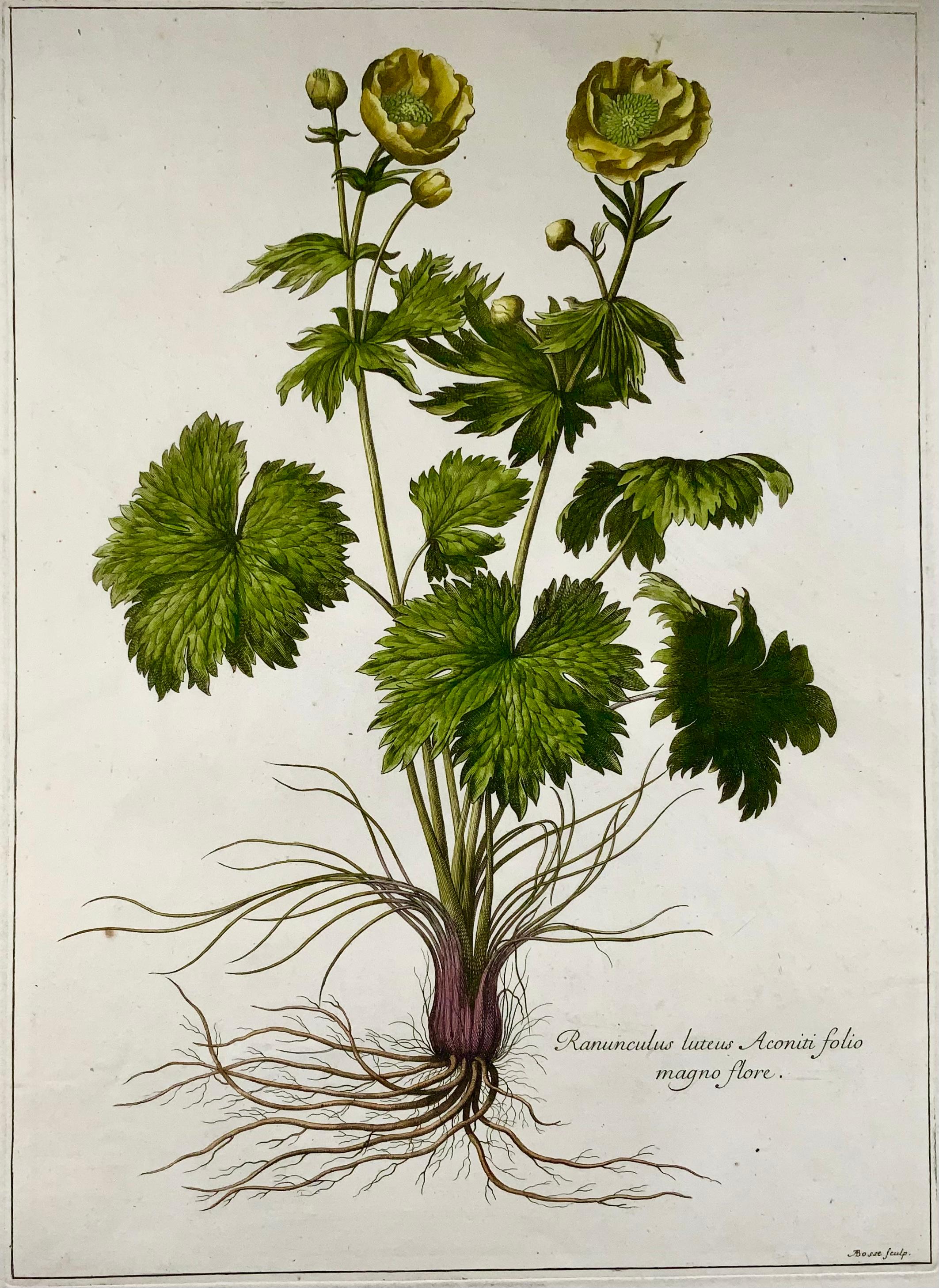 um 1670 Butterblume, Nicholas Robert, A. Bosse, Botaniker (Barock) im Angebot