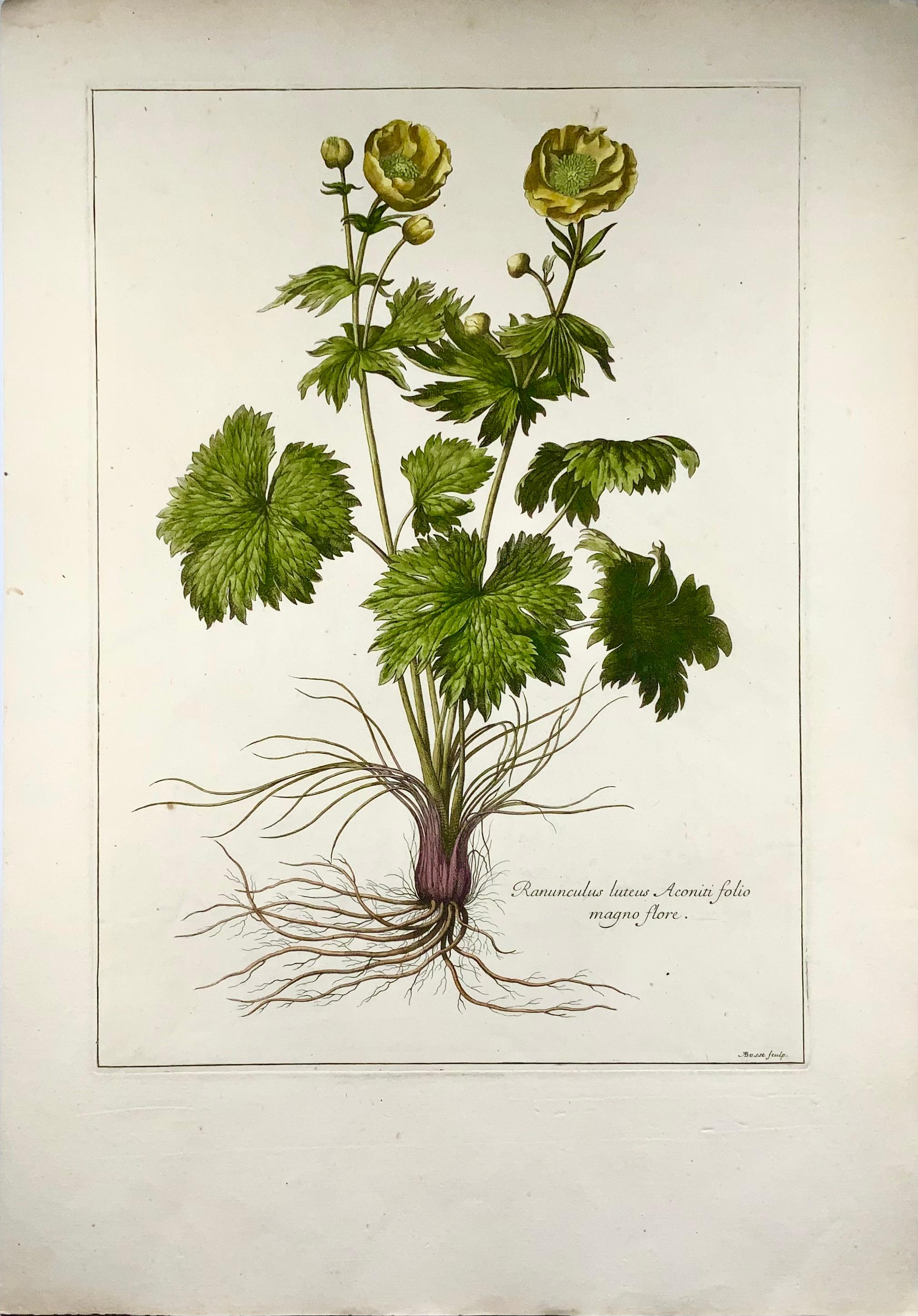 French circa 1670 Buttercup, Nicholas Robert, A. Bosse, Botanical For Sale