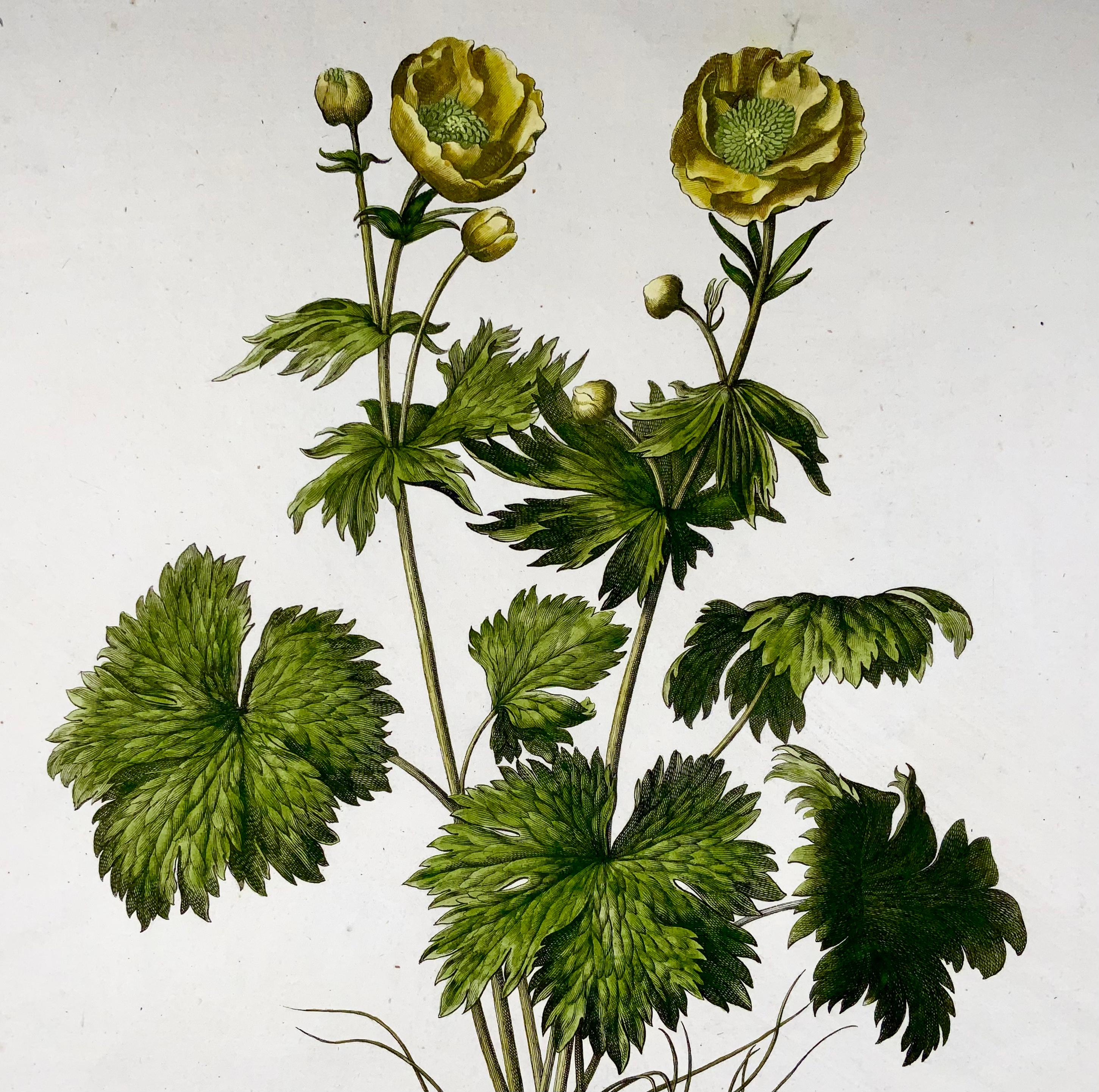 Etched circa 1670 Buttercup, Nicholas Robert, A. Bosse, Botanical For Sale