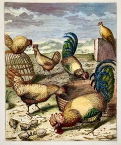 1673 Chickens, Poultry, Nicolas Robert, folio etching in hand colour