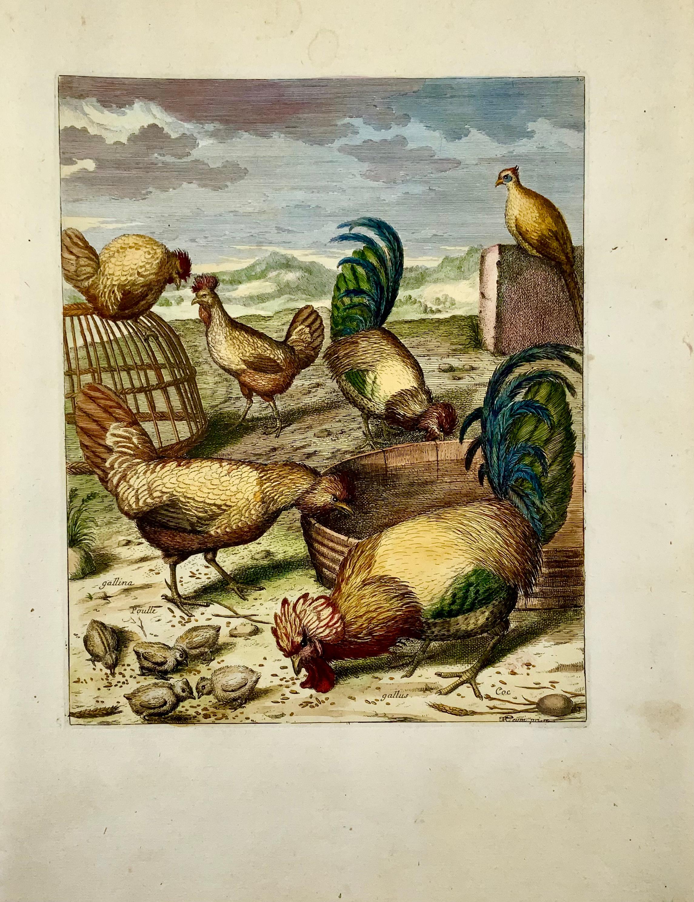 1673 Hühner, Geflügel, Nicolas Robert, Folio-Radierung in Handkolor (Französisch) im Angebot