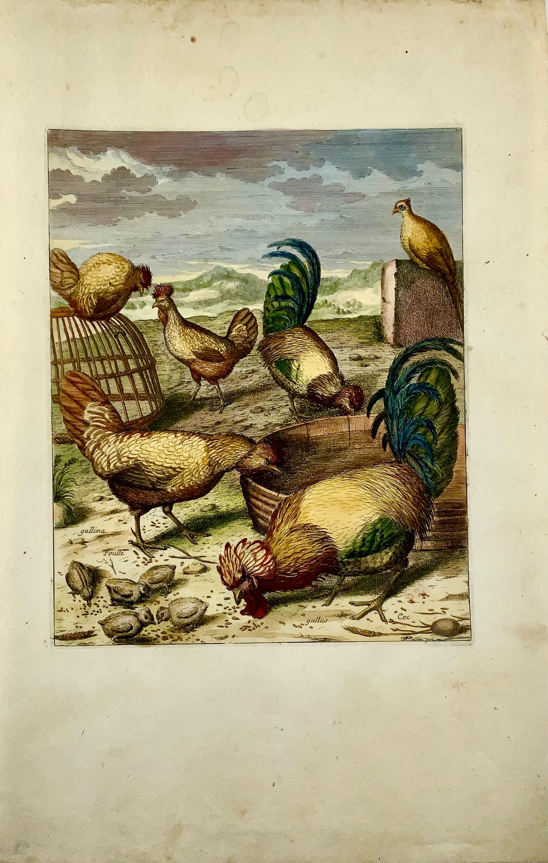 1673 Hühner, Geflügel, Nicolas Robert, Folio-Radierung in Handkolor (Handbemalt) im Angebot