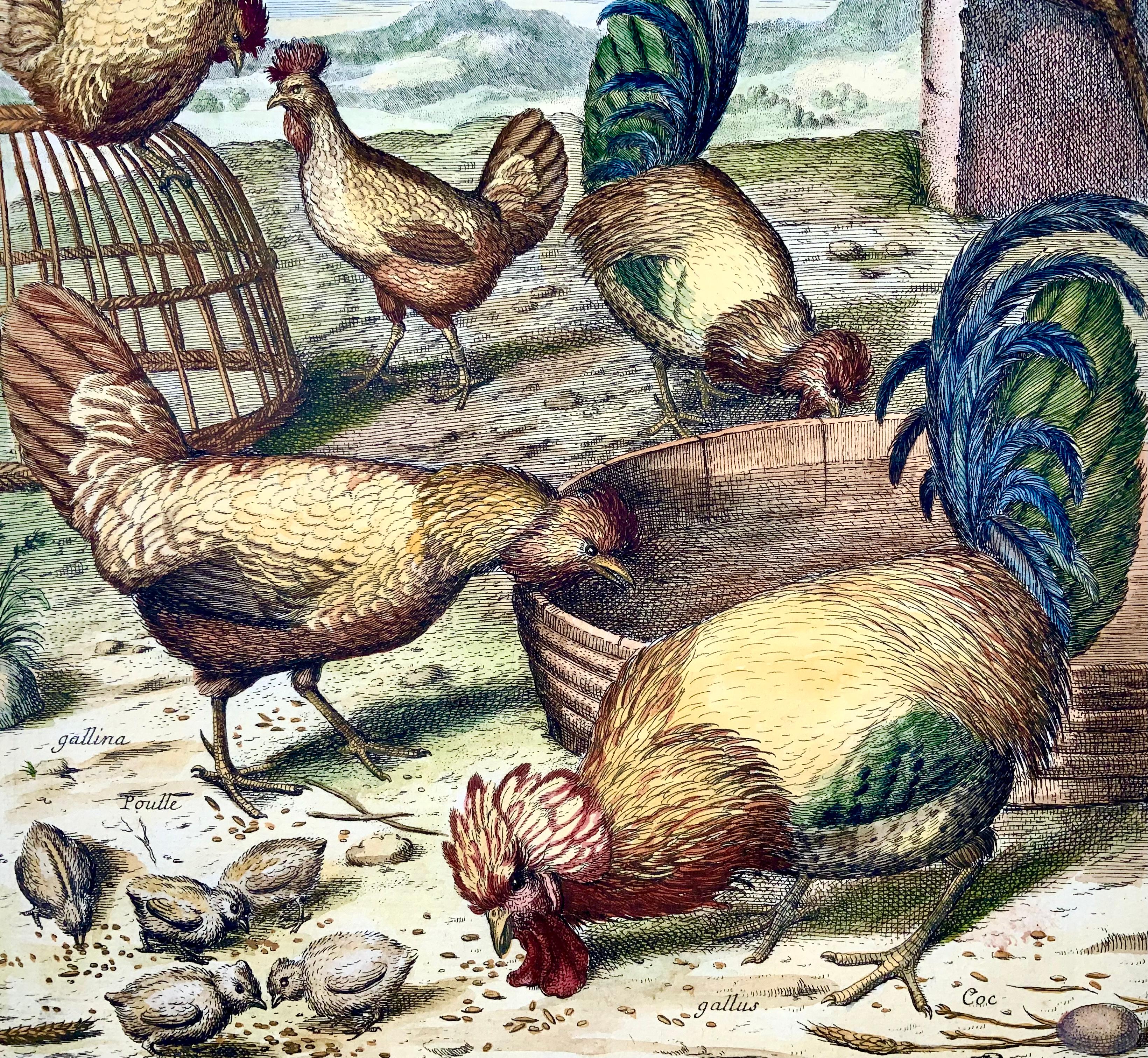 1673 Hühner, Geflügel, Nicolas Robert, Folio-Radierung in Handkolor im Zustand „Hervorragend“ im Angebot in Norwich, GB
