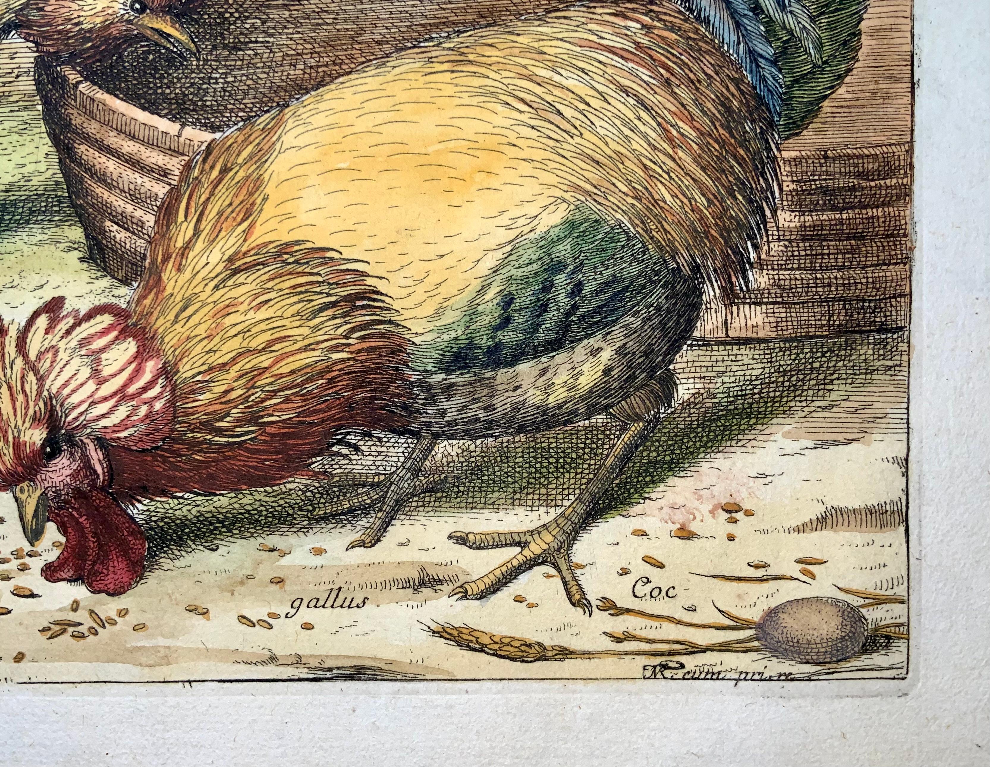 French 1673 Chickens, Poultry, Nicolas Robert, folio etching in hand colour For Sale