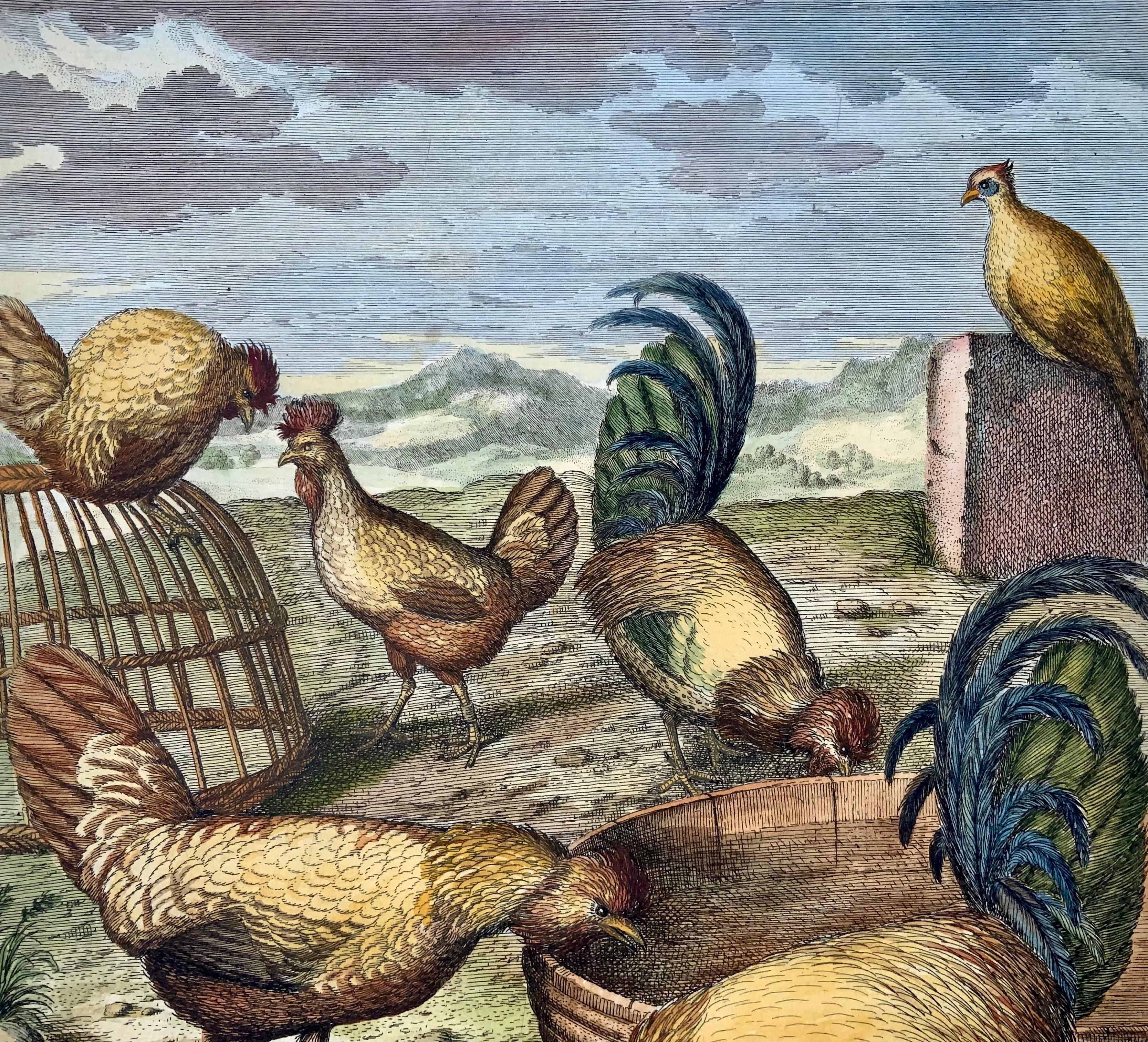 Hand-Painted 1673 Chickens, Poultry, Nicolas Robert, folio etching in hand colour For Sale