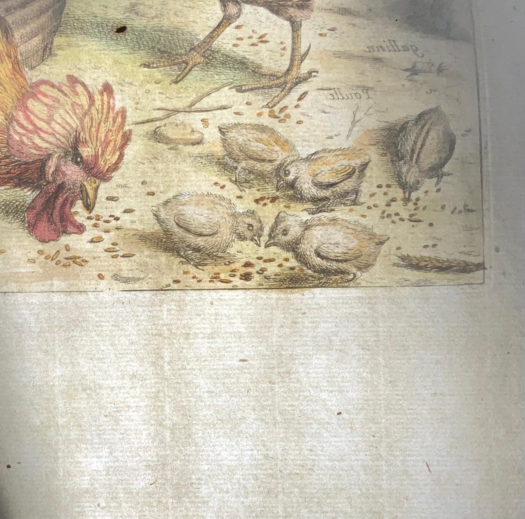 1673 Chickens, Poultry, Nicolas Robert, folio etching in hand colour In Excellent Condition For Sale In Norwich, GB