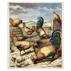 1673 Chickens, Poultry, Nicolas Robert, folio etching in hand colour
