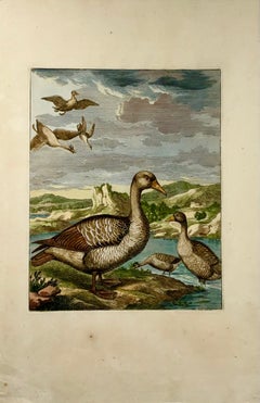 1673 Geese, Nicolas Robert (B.1614), Ornithology, Large Folio Etching