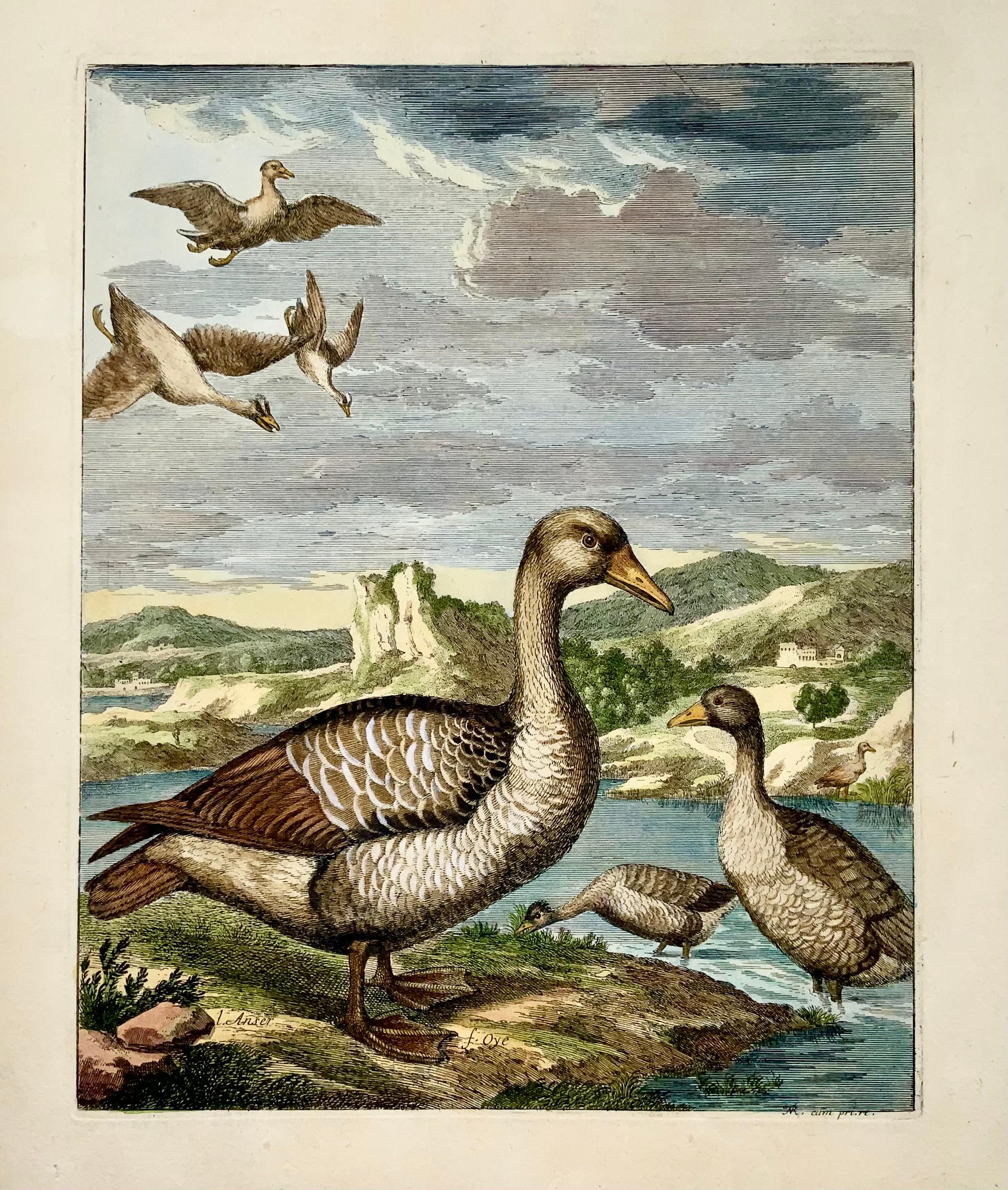 French 1673 Geese, Nicolas Robert (B.1614), Ornithology, Large Folio Etching For Sale