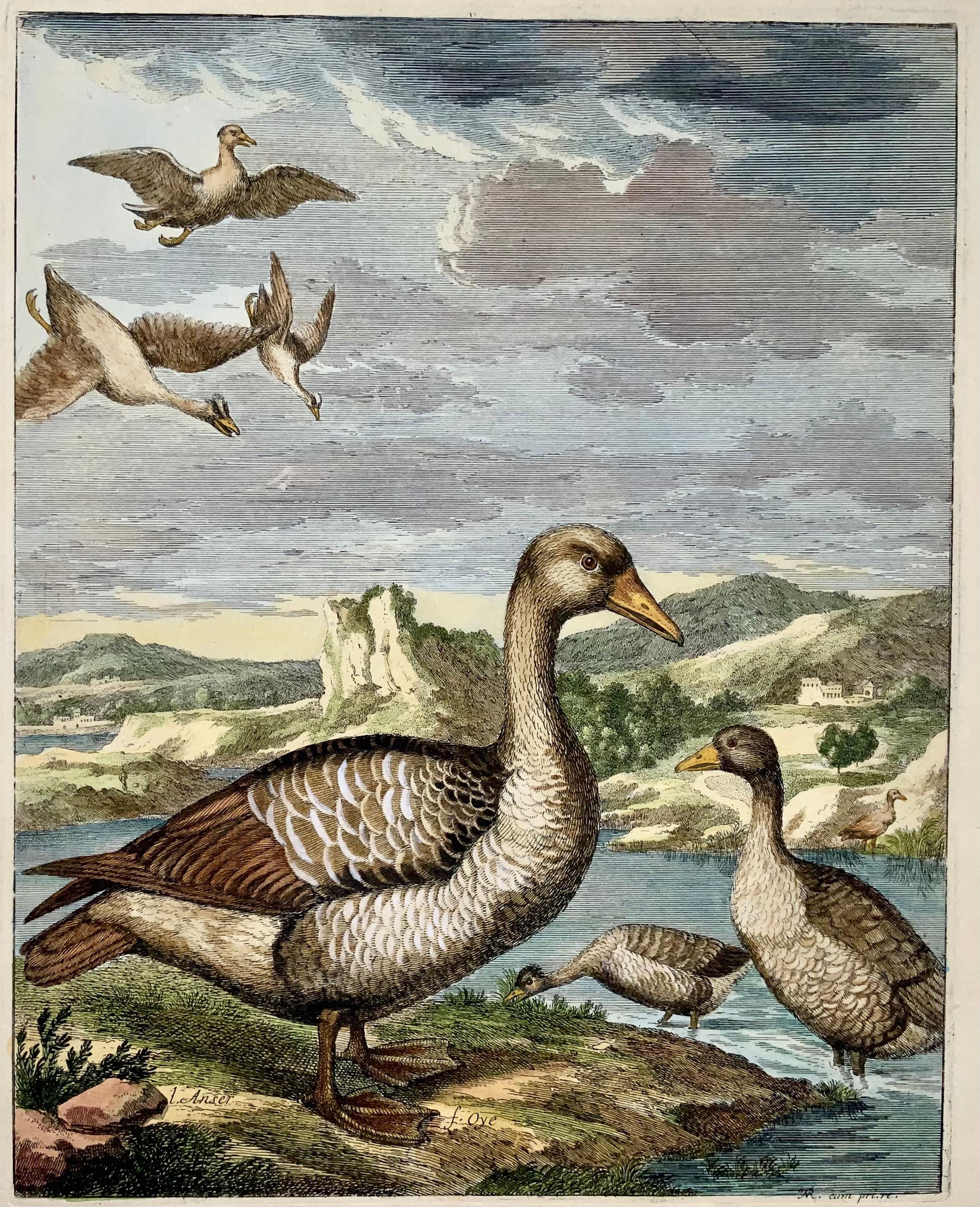 Etched 1673 Geese, Nicolas Robert (B.1614), Ornithology, Large Folio Etching For Sale