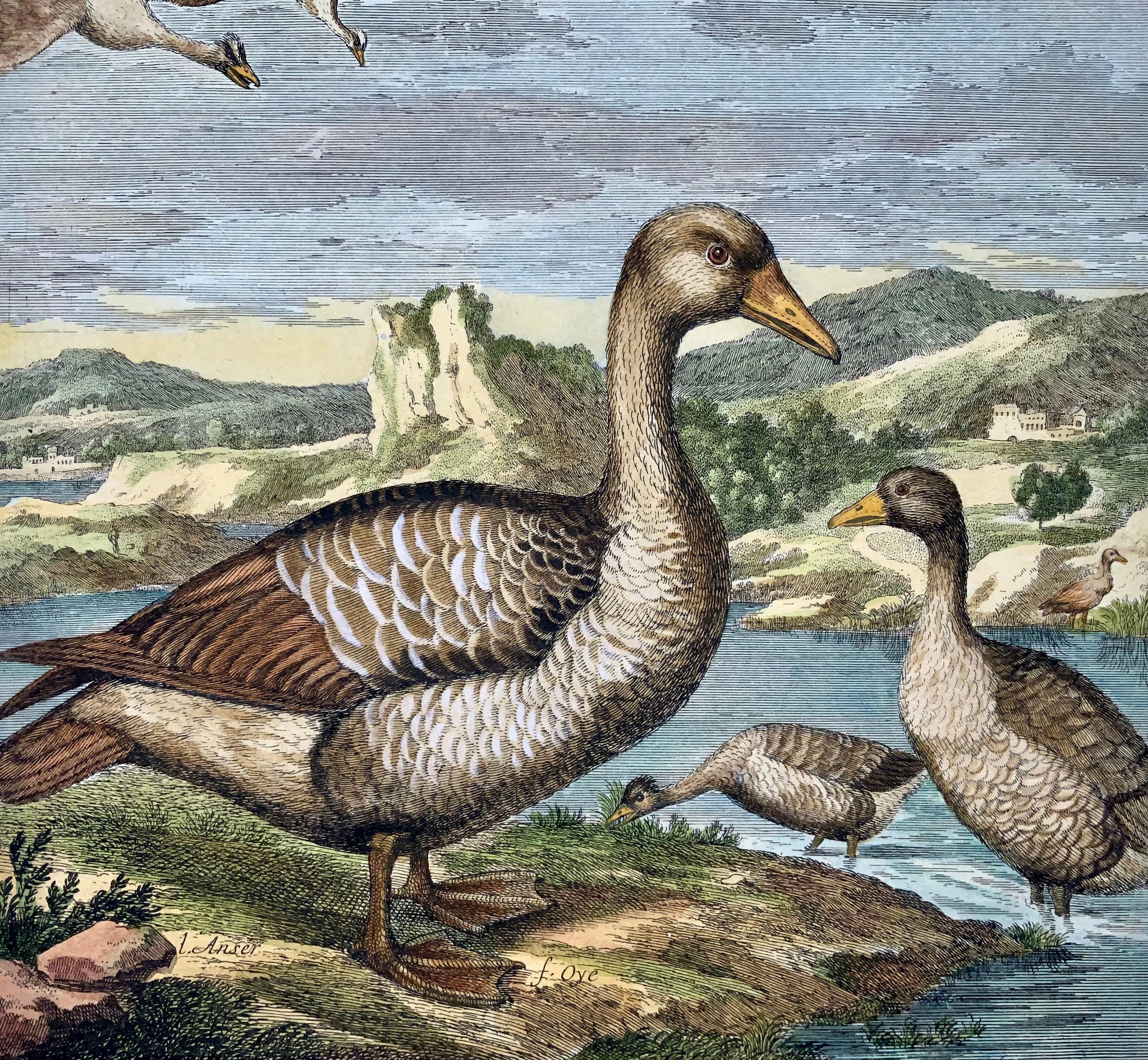 1673 Geese, Nicolas Robert (B.1614), Ornithology, Large Folio Etching In Excellent Condition For Sale In Norwich, GB