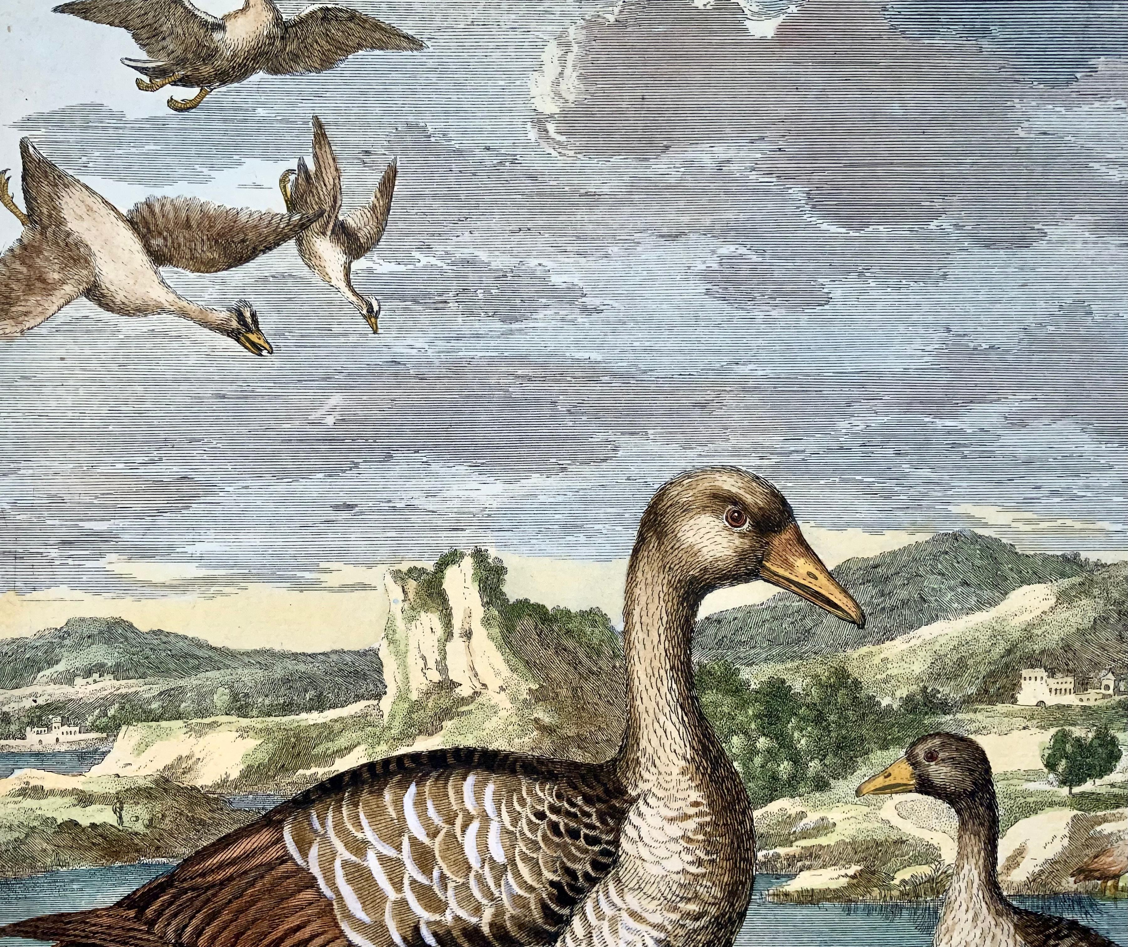 17th Century 1673 Geese, Nicolas Robert (B.1614), Ornithology, Large Folio Etching For Sale