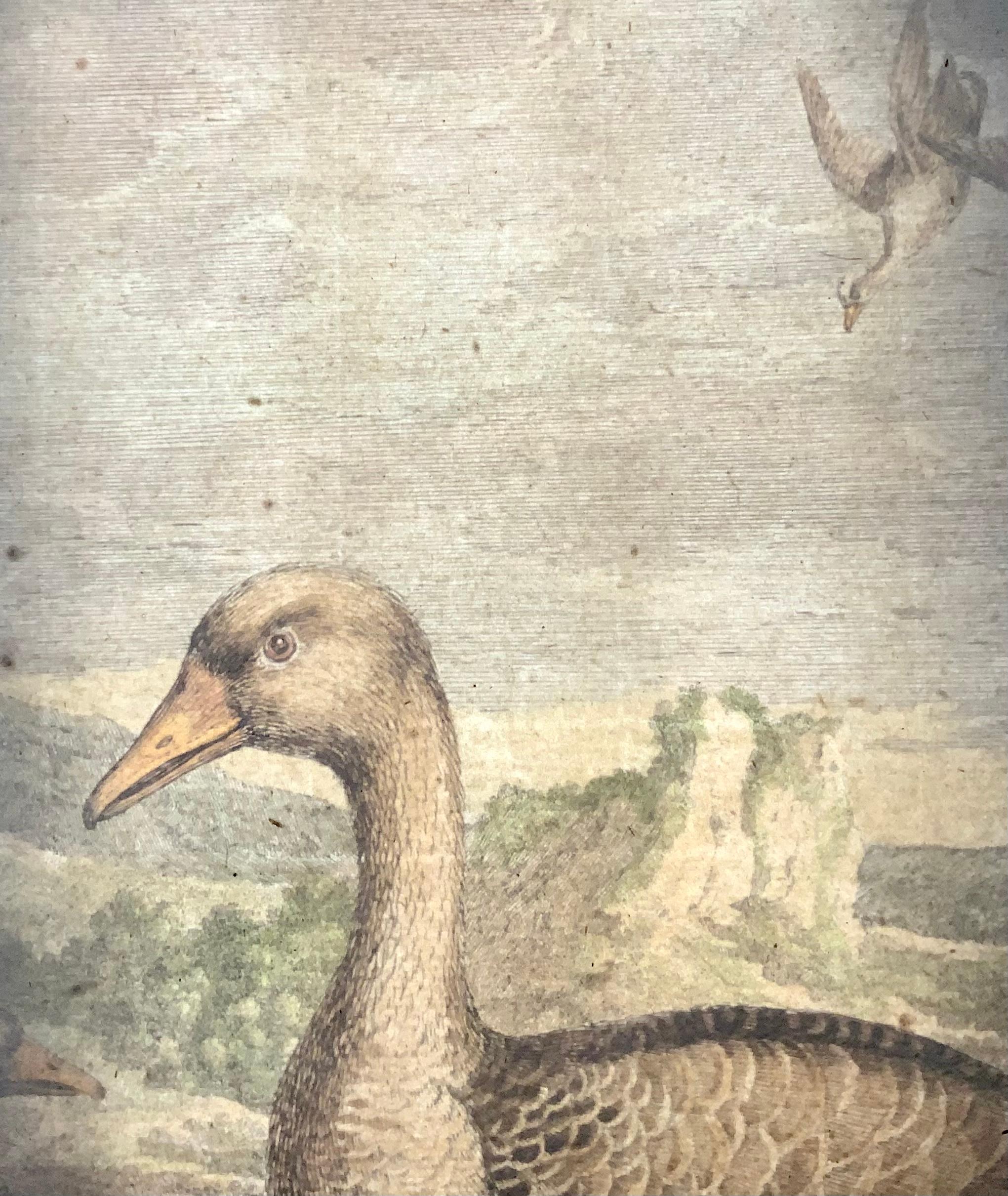 Paper 1673 Geese, Nicolas Robert (B.1614), Ornithology, Large Folio Etching For Sale