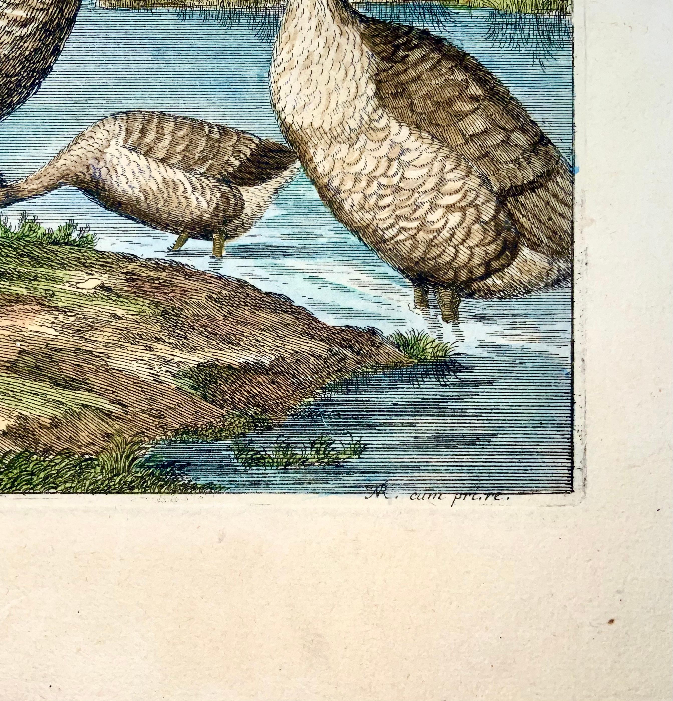 1673 Geese, Nicolas Robert (geb. 1614), Ornithologie, große Folio-Radierung im Angebot 1